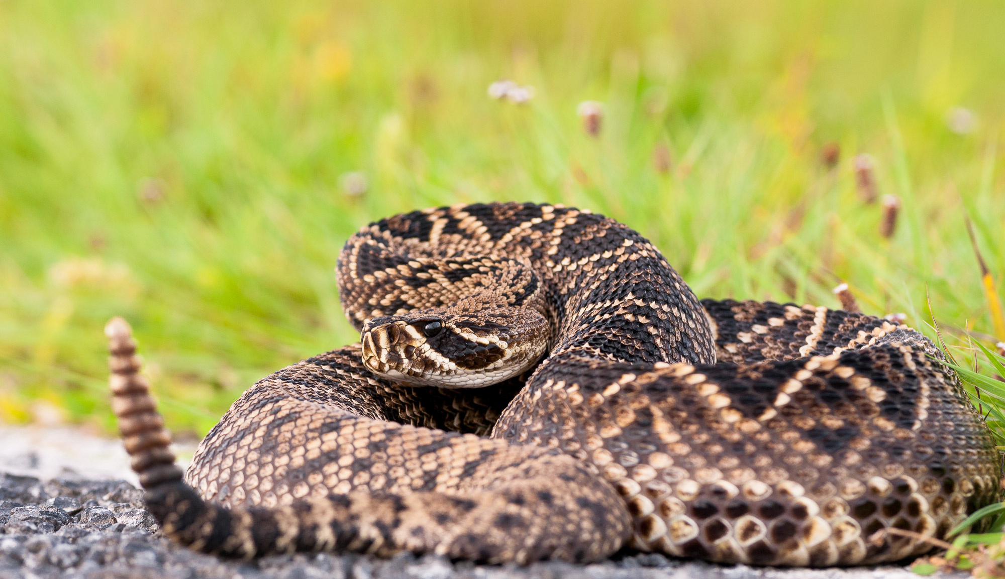 Eastern diamondback rattlesnake, Majestic reptile, Nature's defender, Intricate beauty, 2000x1160 HD Desktop