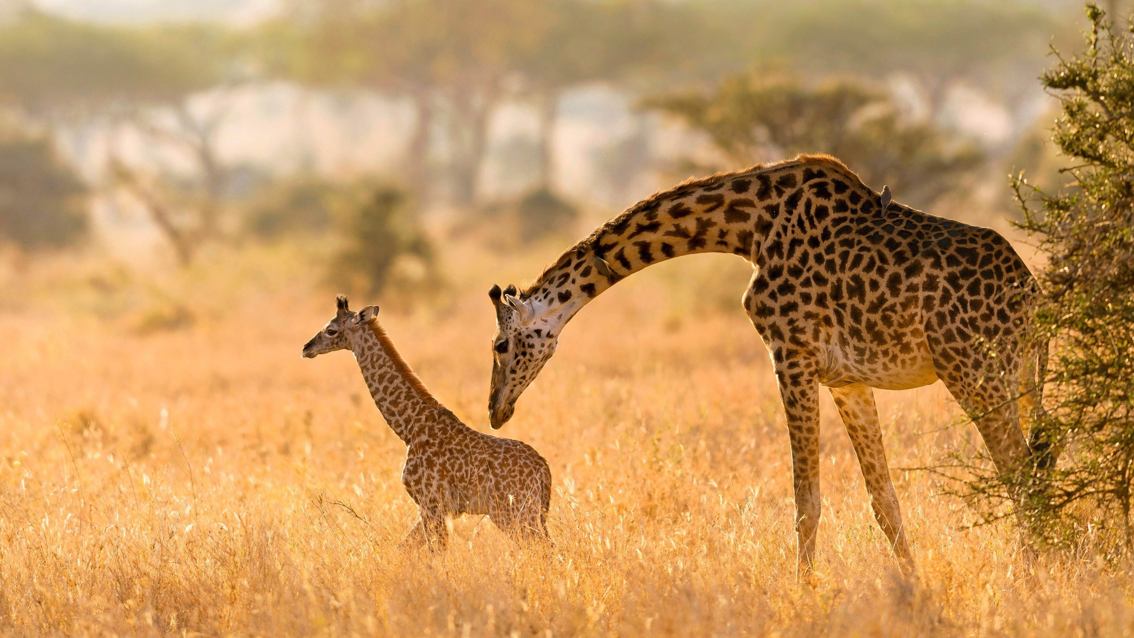 Giraffe family in the field, Dusty wilderness, African wildlife adventure, Enchanting, 3840x2160 4K Desktop