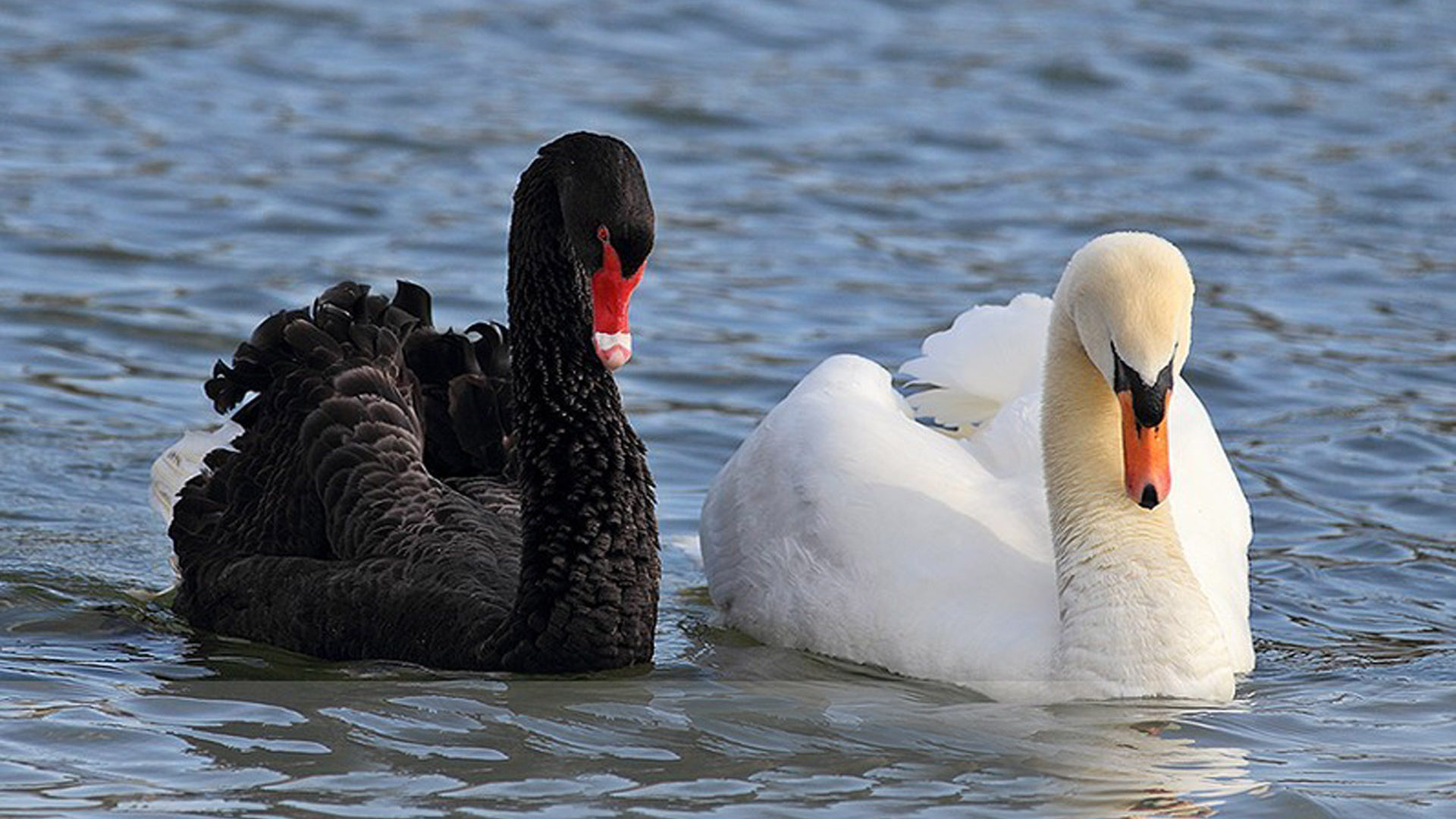 Black and white, Swan swimming in, The lake hd wallpapers, Swimming in the lake, 1920x1080 Full HD Desktop