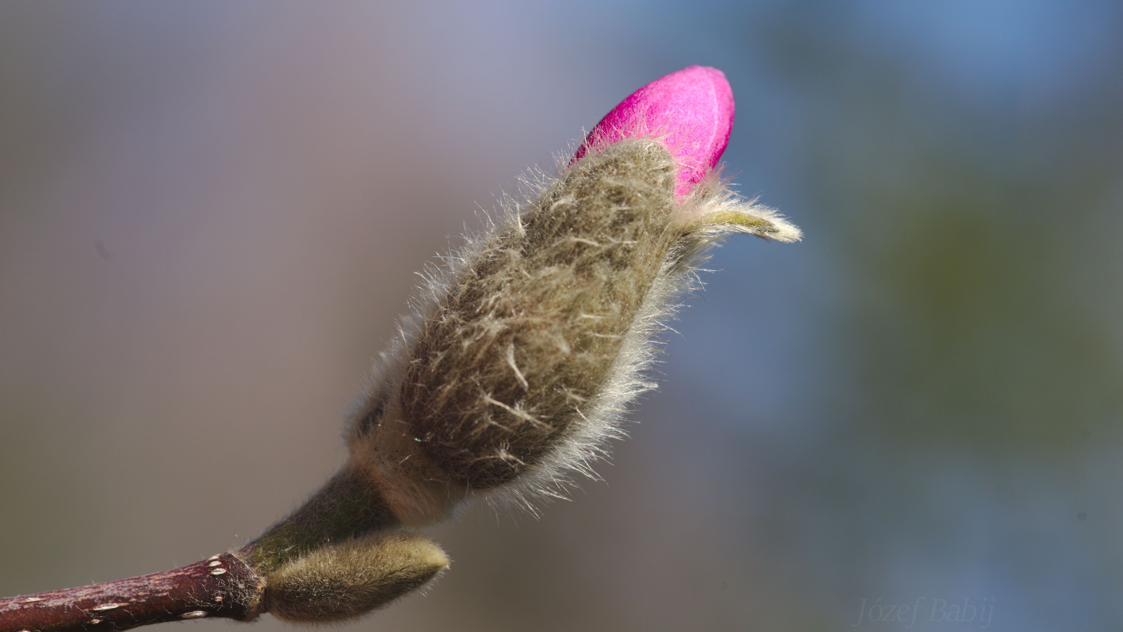 Magnolia Tree, Ornamental plants, Cultivation tips, Western yew, 3840x2160 4K Desktop