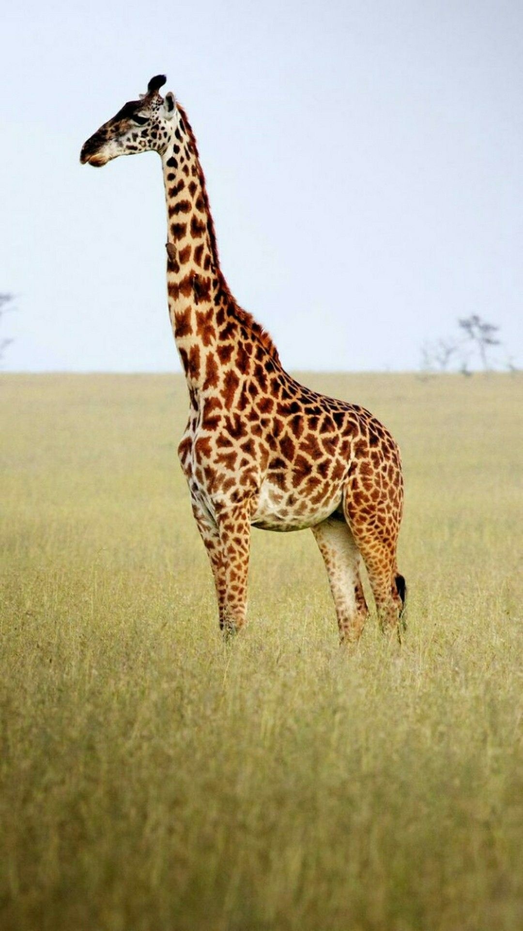 Giraffe, Towering presence, Nature's beauty, Graceful movements, 1080x1920 Full HD Phone