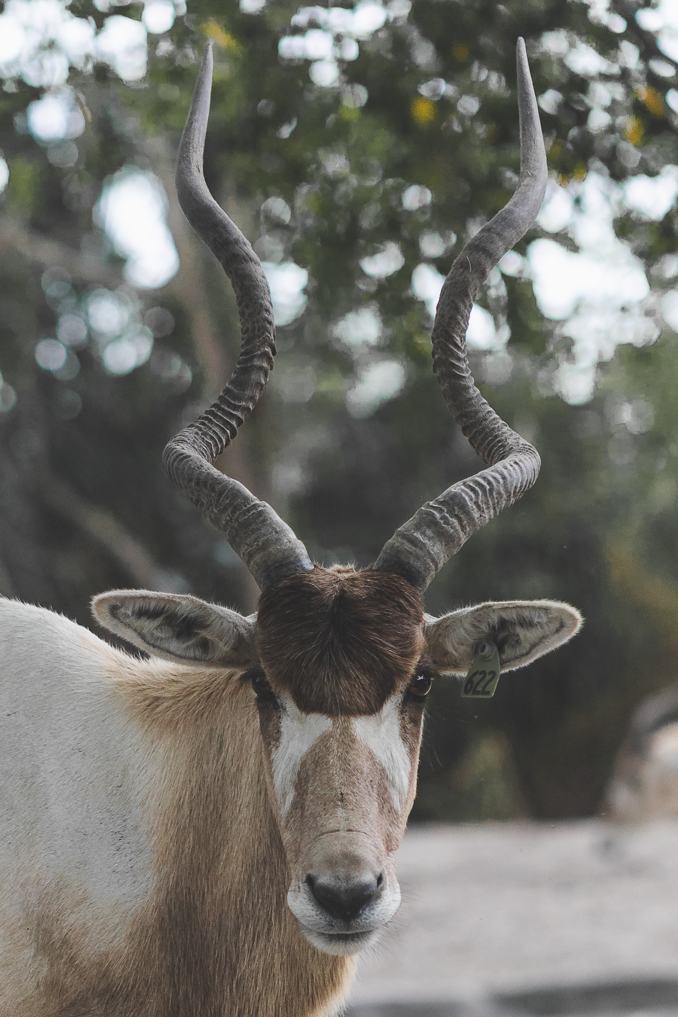 Nature, Jesse delice, Addax, Animal, 1400x2100 HD Phone