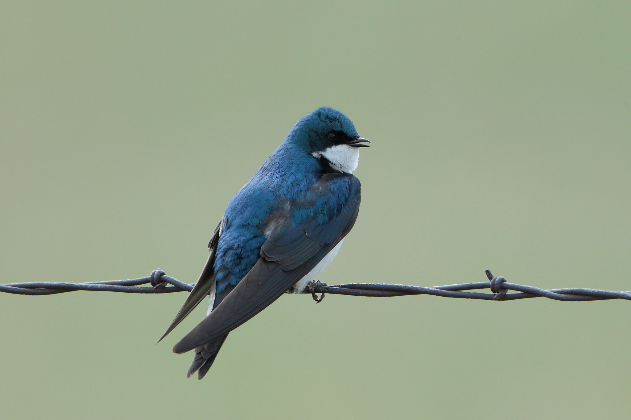 Tree swallow hd wallpapers, Background images, Feathered friends, Avian beauty, 2050x1370 HD Desktop