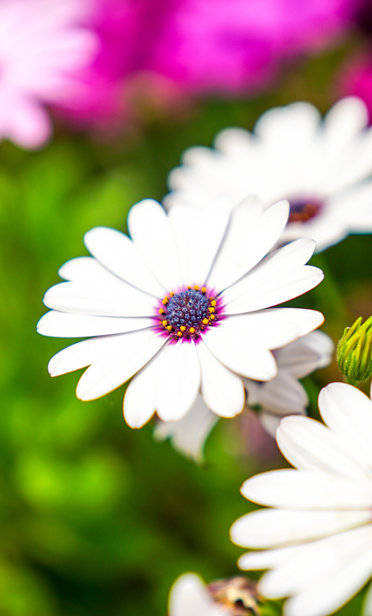 White flowers, Daisy wallpaper, iPhone 6 plus, Breathtaking beauty, 1280x2120 HD Phone