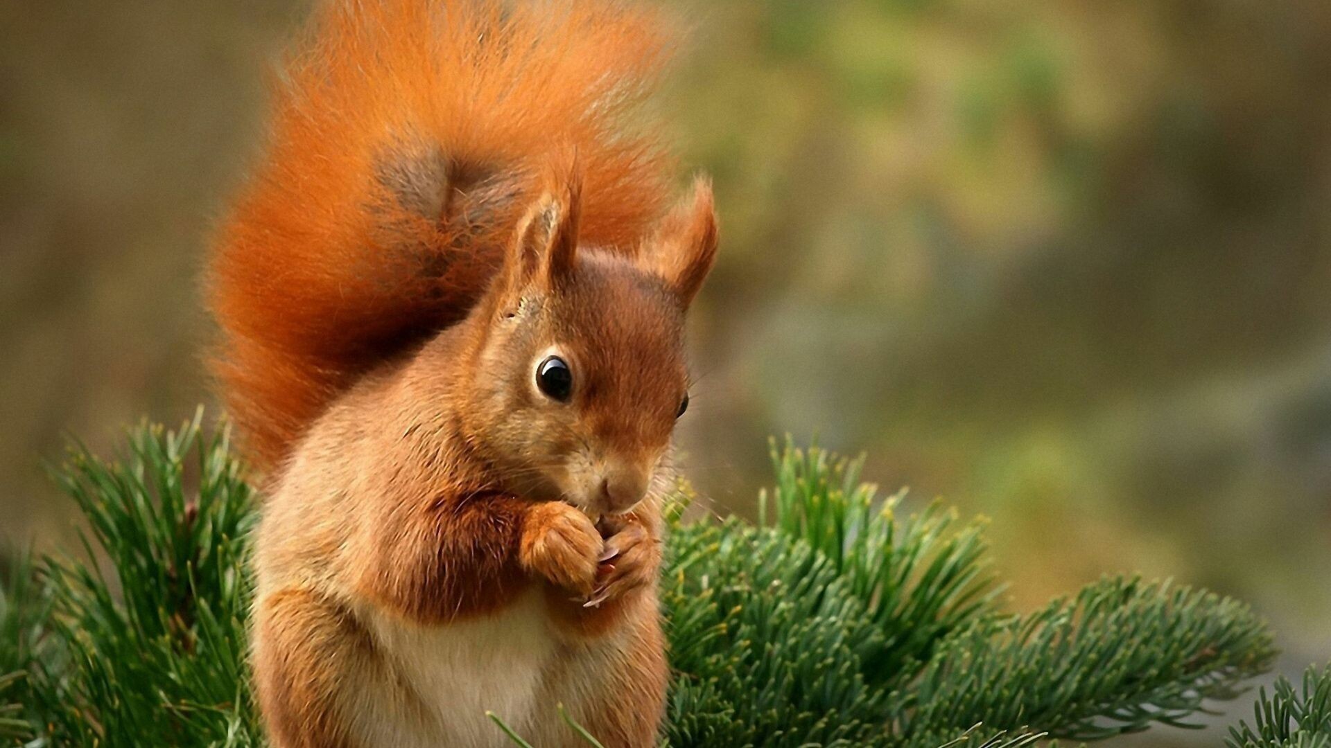 Spruce food stand, Cute red squirrel, 1920x1080 Full HD Desktop