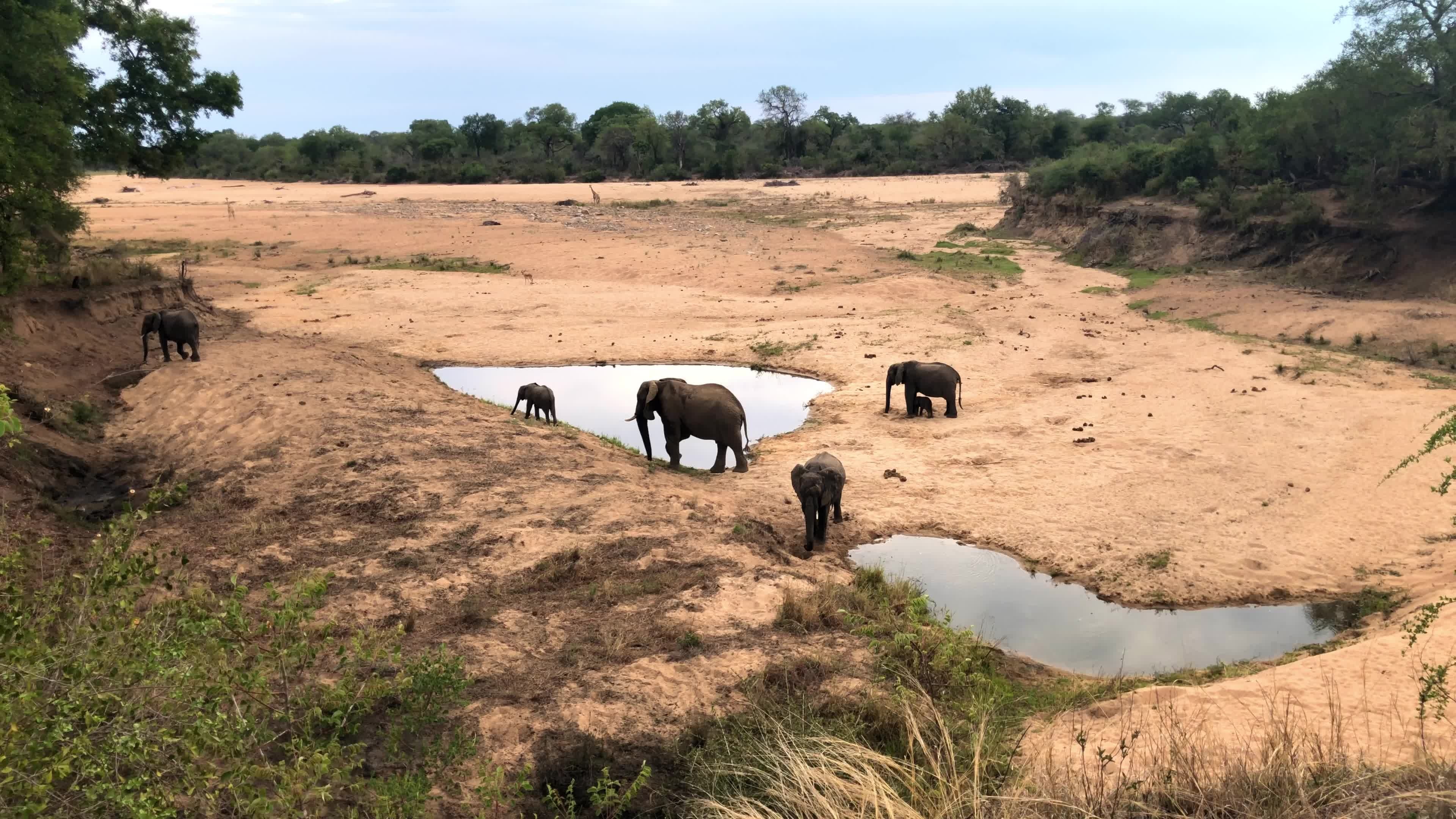 Wildlife sanctuary, Safari adventure, Thriving biodiversity, Nature conservation, 3840x2160 4K Desktop