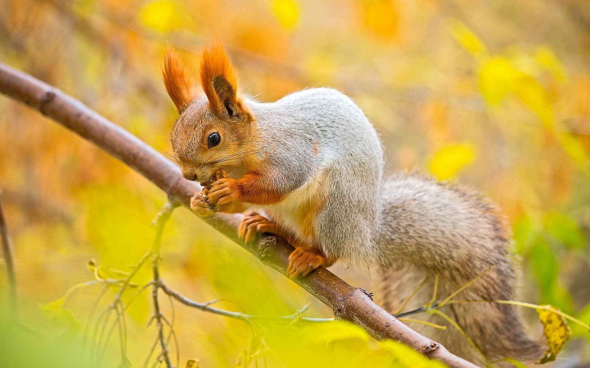 Top free squirrel wallpapers, Nature's beauty, Wildlife photography, Beautiful animals, 1920x1200 HD Desktop