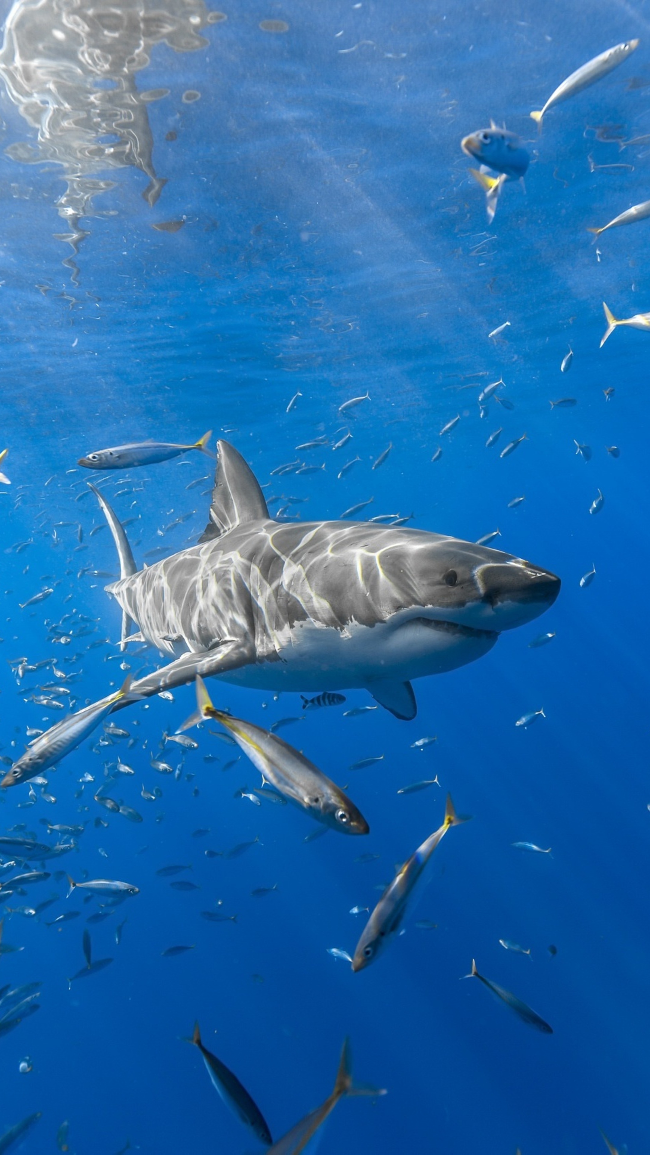 Fish Sony Xperia, Premium HD 4K, Shark fish Sony, X Xperia XZ, 2160x3840 4K Phone