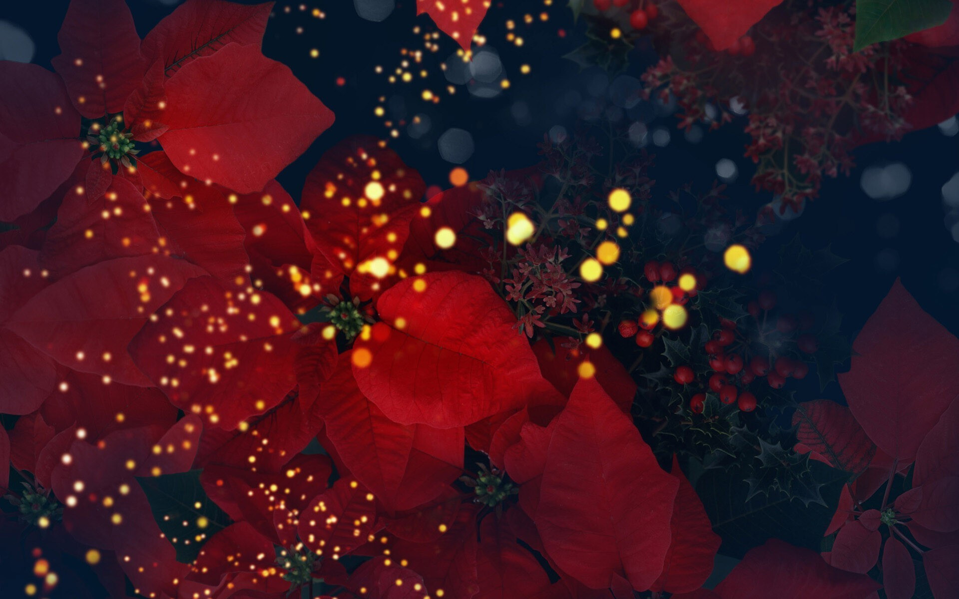 Poinsettia HD wallpaper, High-quality imagery, 1920x1200 HD Desktop