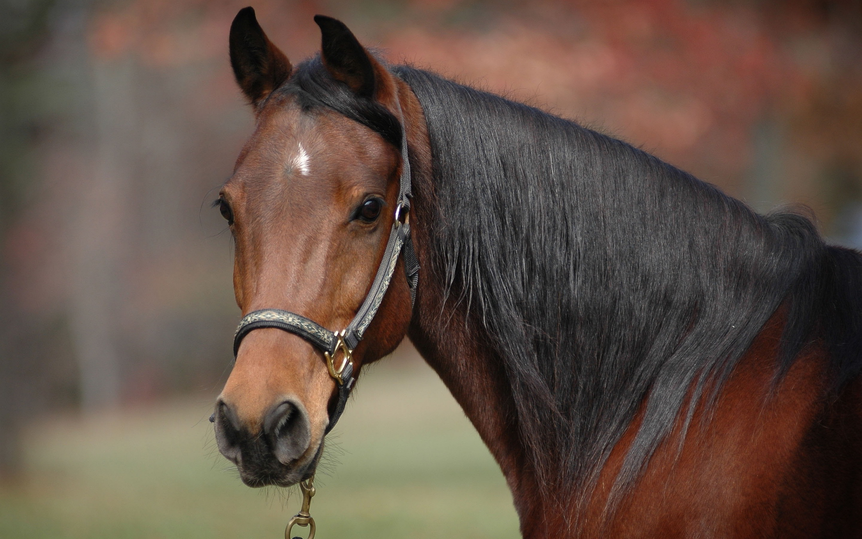 High-definition horsepower, Vibrant and powerful, Stunning visuals, Digital magnificence, 2880x1800 HD Desktop