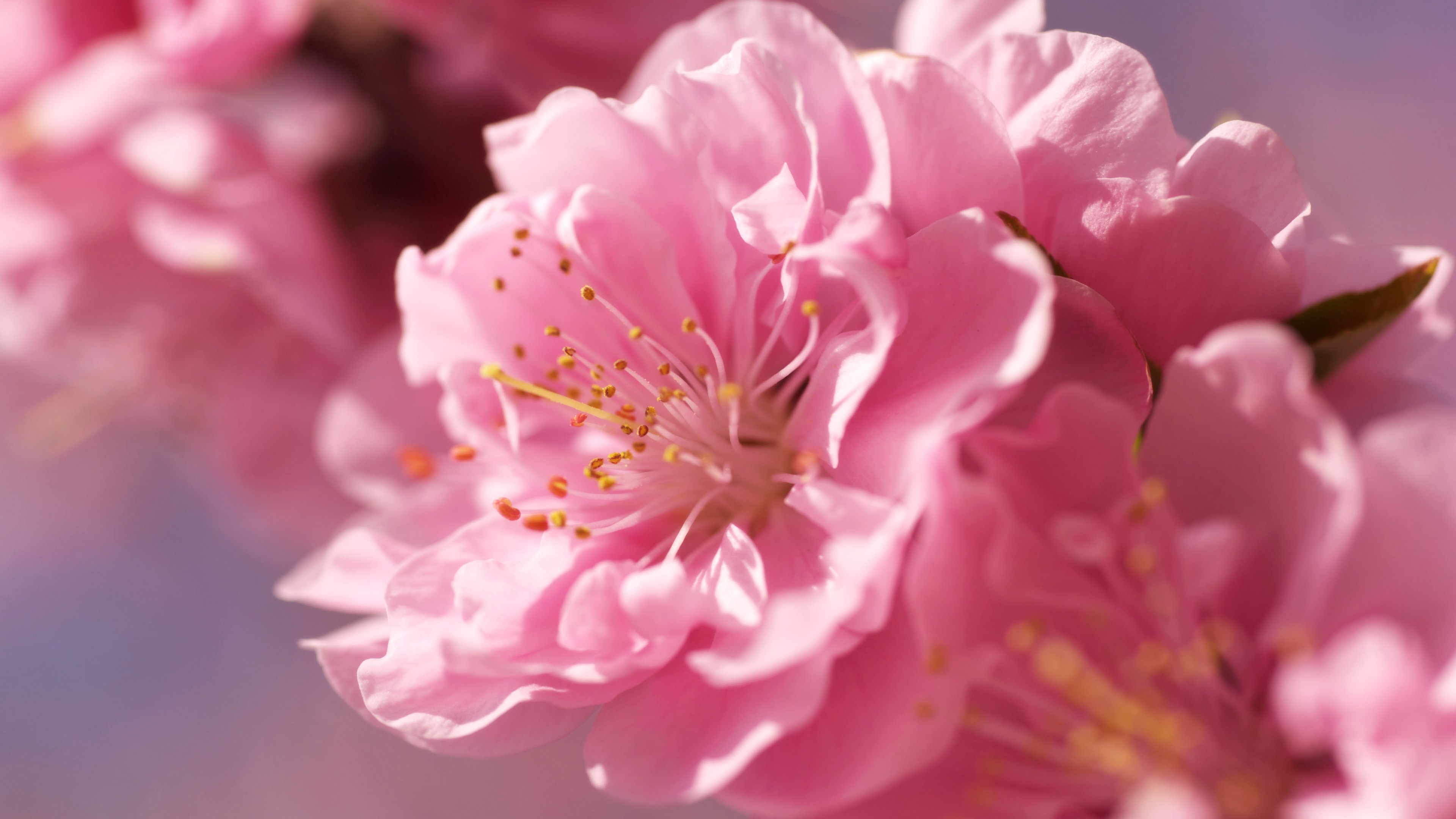 Pink sakura blossom, Macro flower stamens, Soft pink petals, 4K Desktop wallpaper