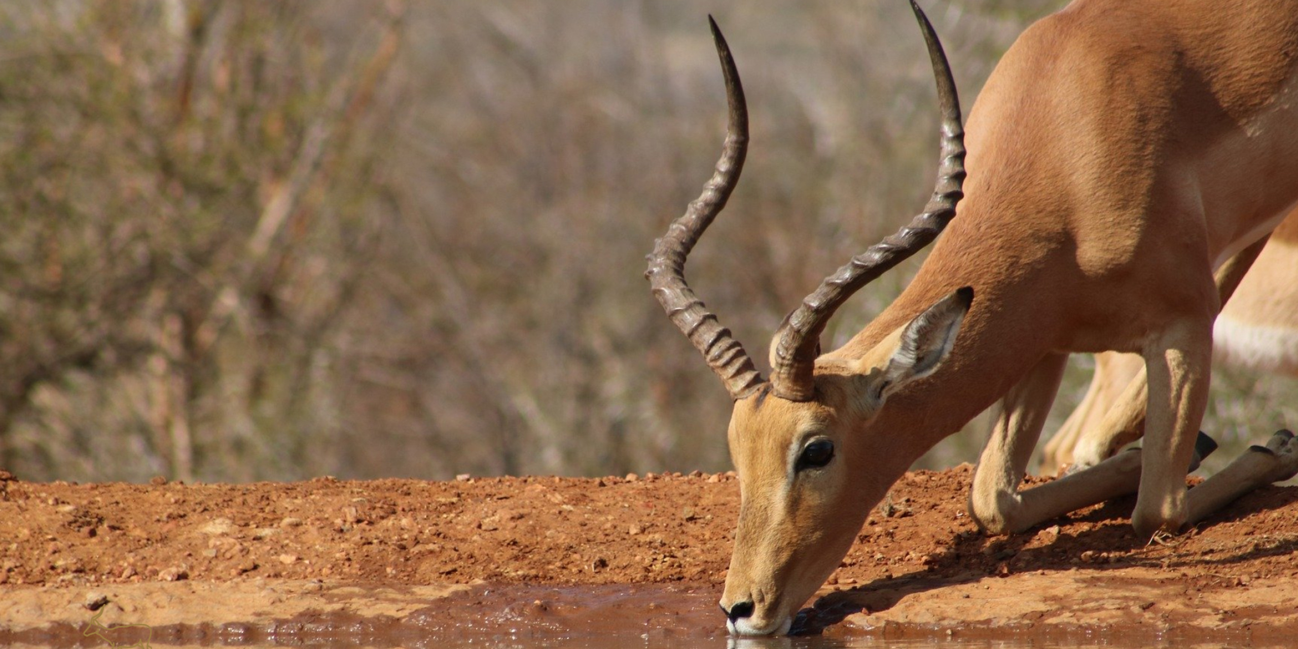 Impala drinks water, HD wallpaper, Nature's marvel, Kde store, 2560x1280 Dual Screen Desktop