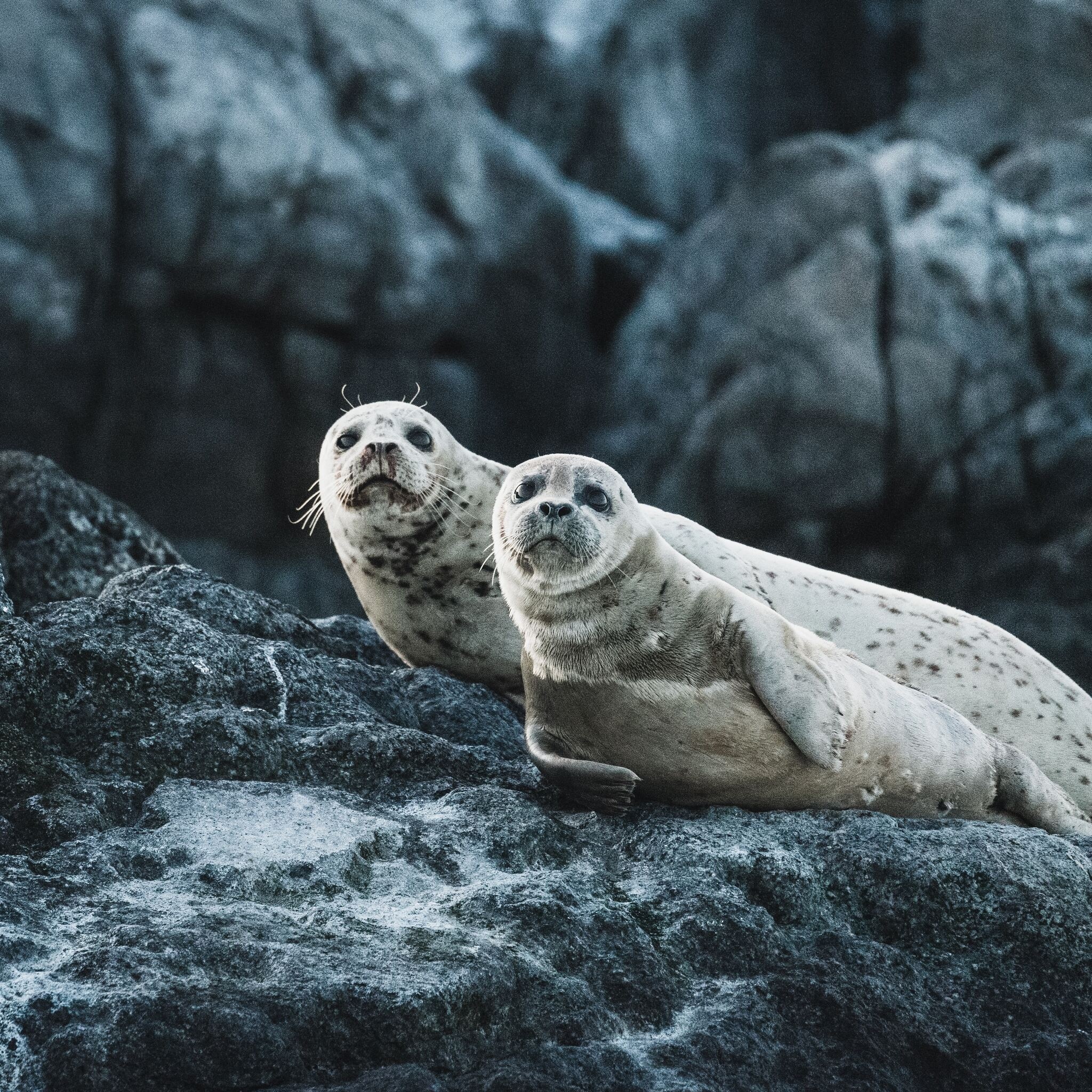 Adorable seal pups, Majestic ocean creatures, Captivating personalities, Underwater wonders, 2050x2050 HD Phone