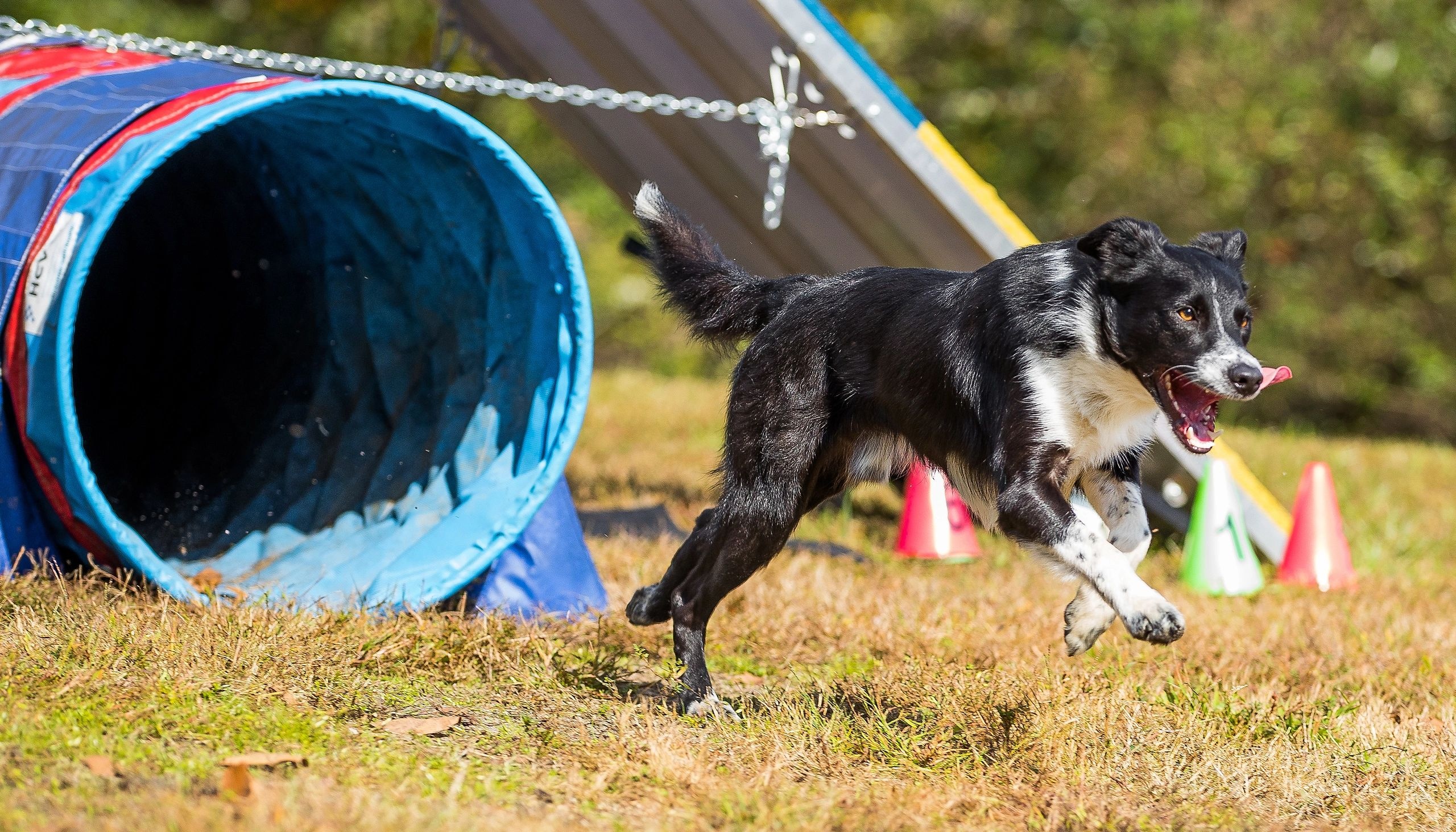 Agility wallpapers, Dog agility, Agility sports, Dog sports, 2560x1470 HD Desktop