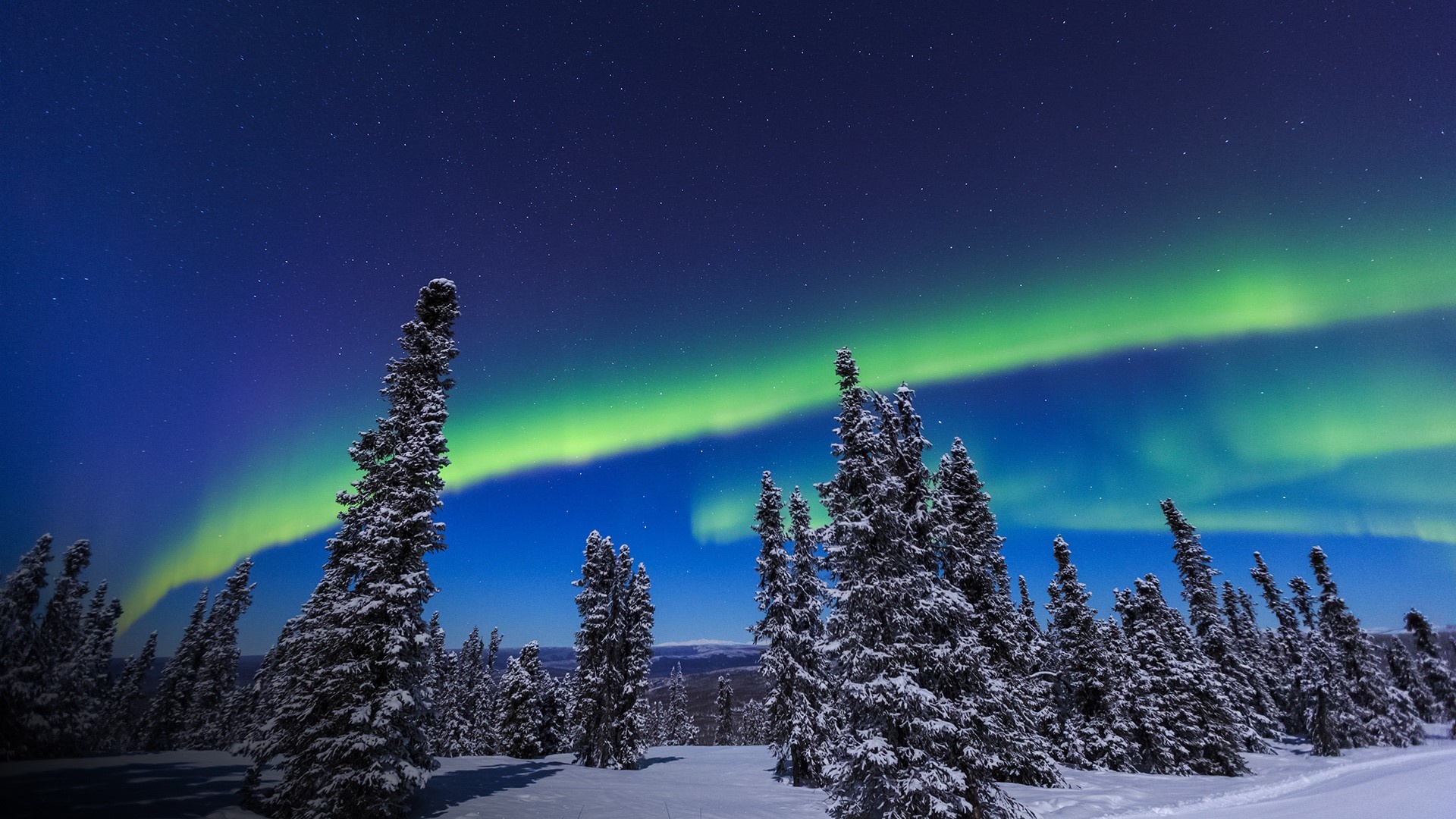 Green aurora borealis, Snow-covered spruce trees, Starry night sky, Full HD Desktop wallpaper