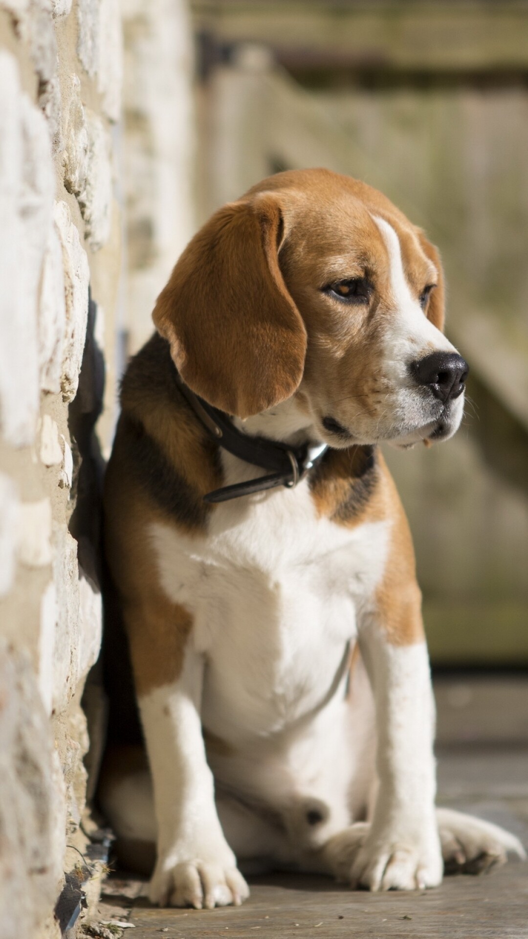 Beagle dog, Adorable pet, Animal companion, Loyal friend, 1080x1920 Full HD Phone