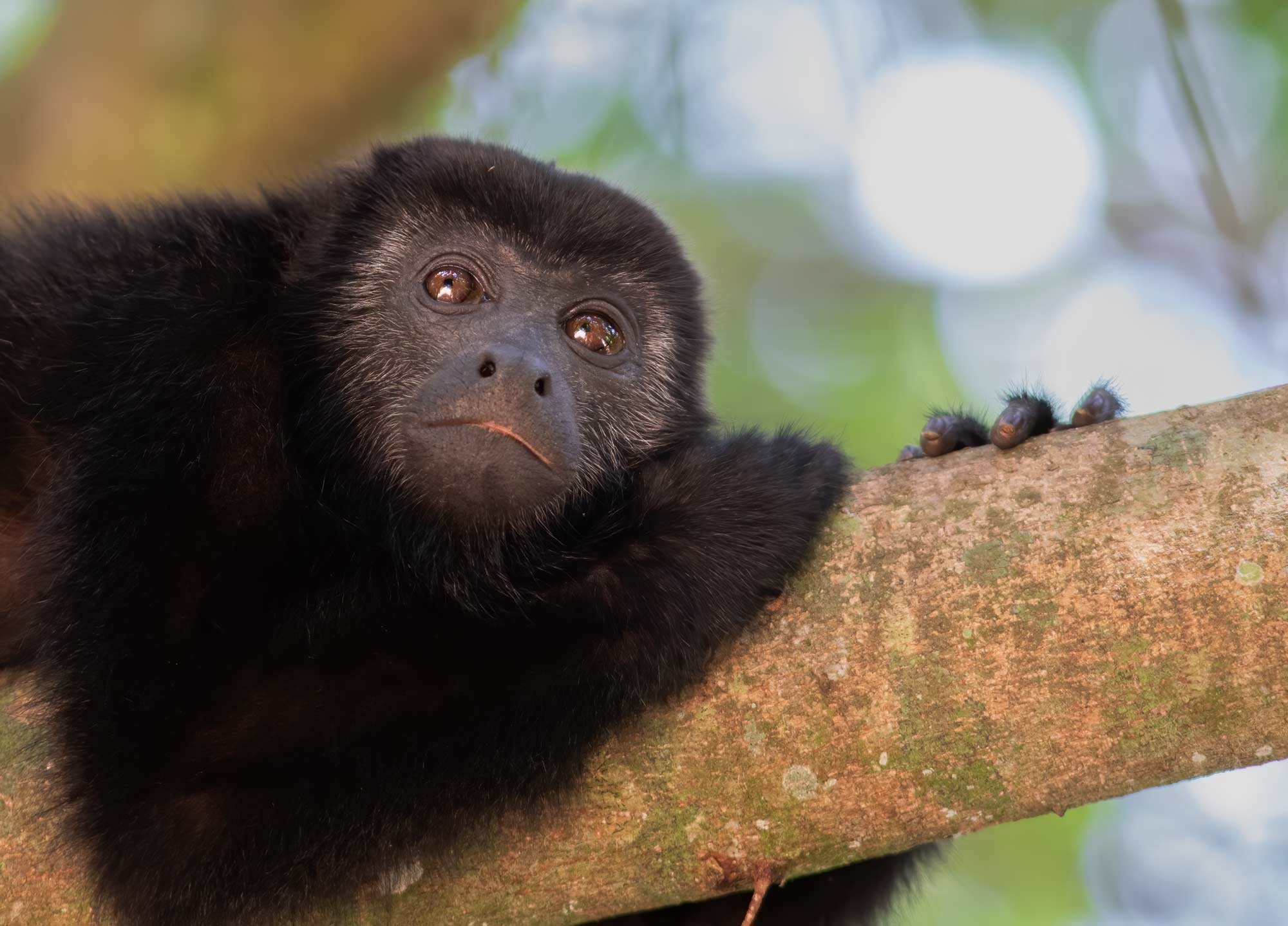 Baby, Howler Monkey Wallpaper, 2000x1440 HD Desktop