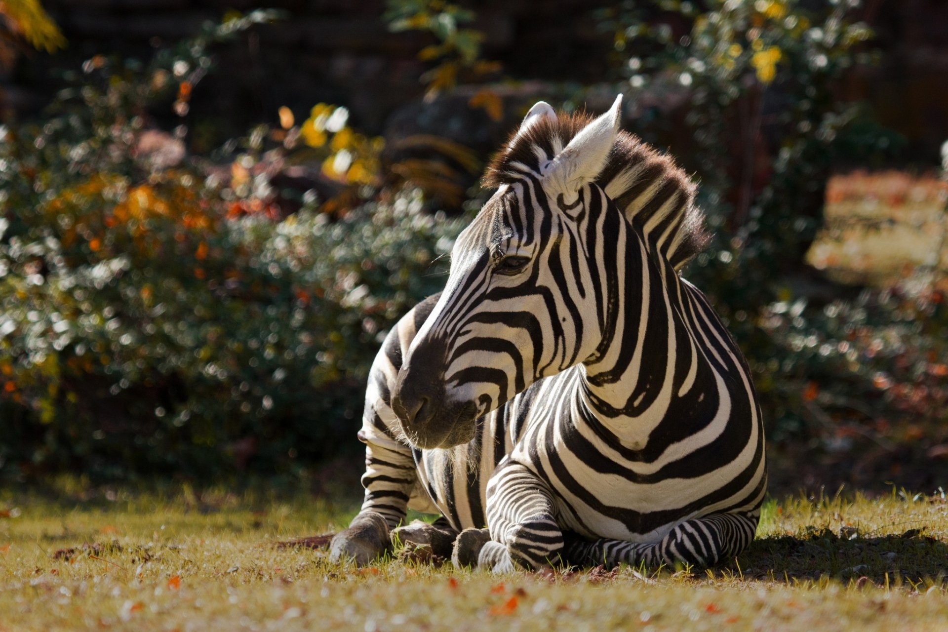 Desktop wallpapers with zebra backgrounds, High-definition images, Striking zebra visuals, Aesthetic wallpaper, 1920x1280 HD Desktop