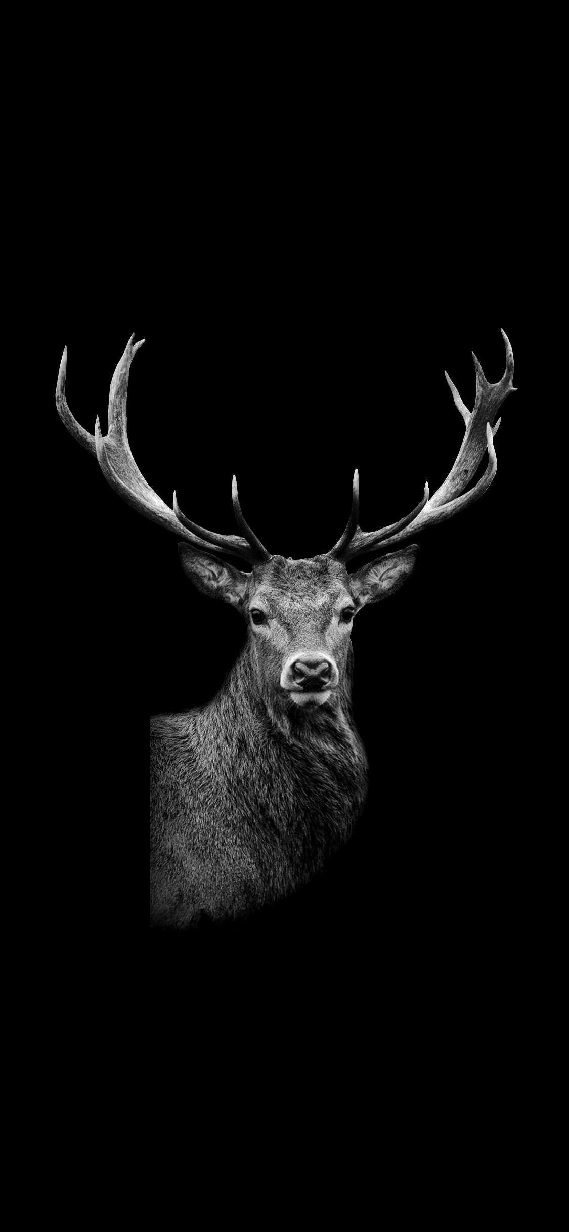 Deer background, Free HD wallpapers, Majestic creature, Nature, 1130x2440 HD Phone