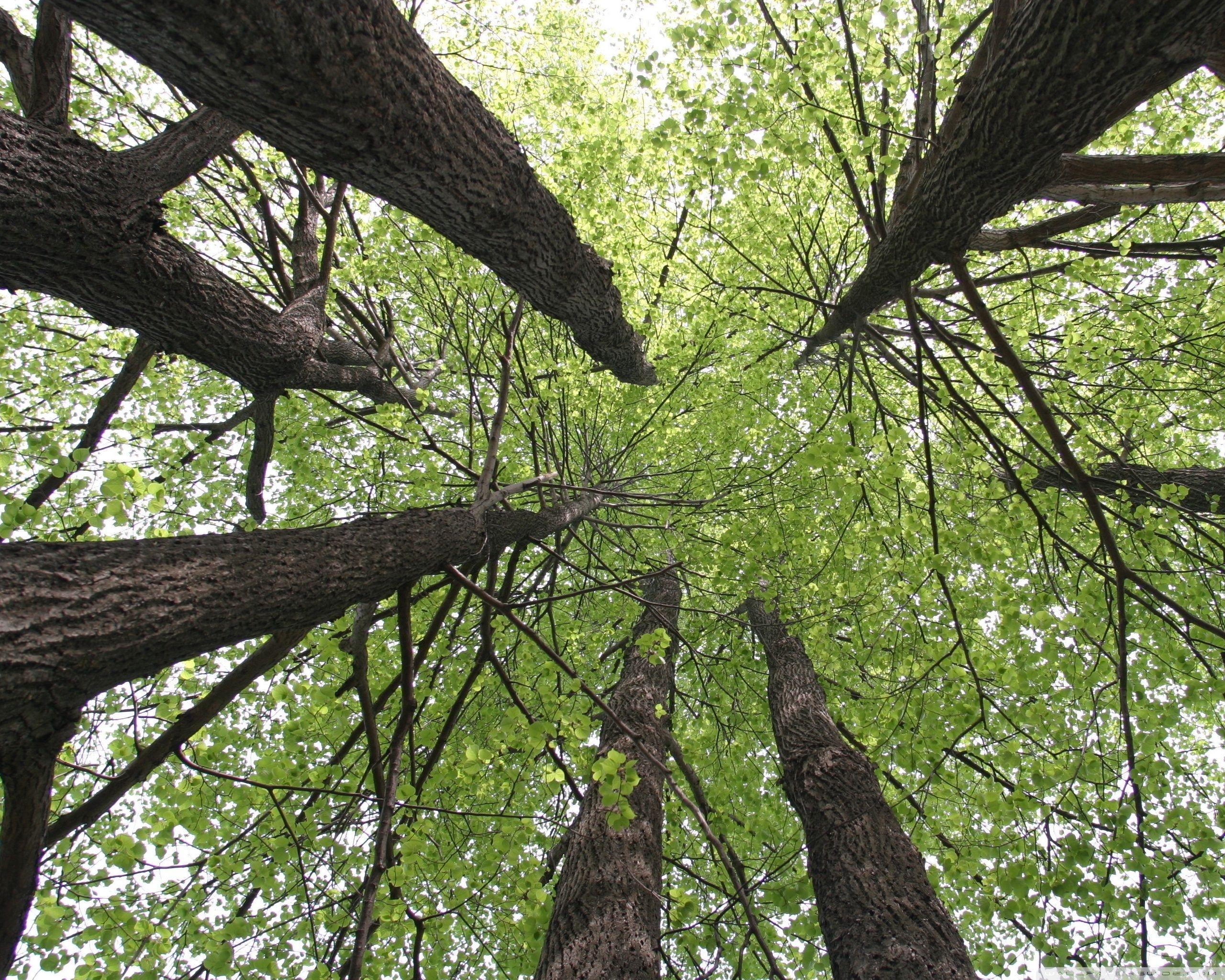 Linden tree wallpapers, Linden tree, Nature, Free, 2560x2050 HD Desktop