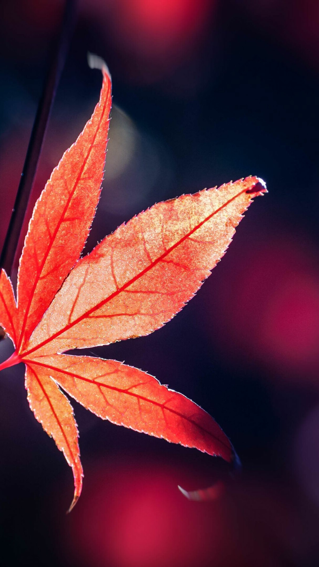 Dog with leaves, Animal photography, Colorful foliage, Outdoor, 1080x1920 Full HD Phone