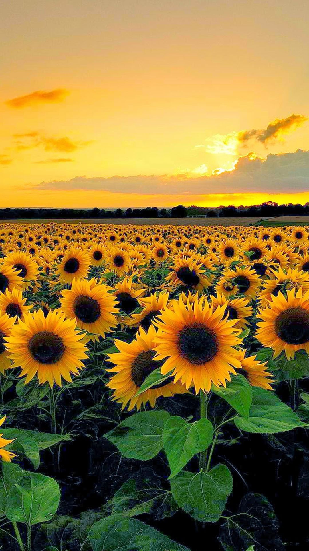 Sunflower field, Bright and sunny, Nature's smile, Fields of gold, 1080x1920 Full HD Phone