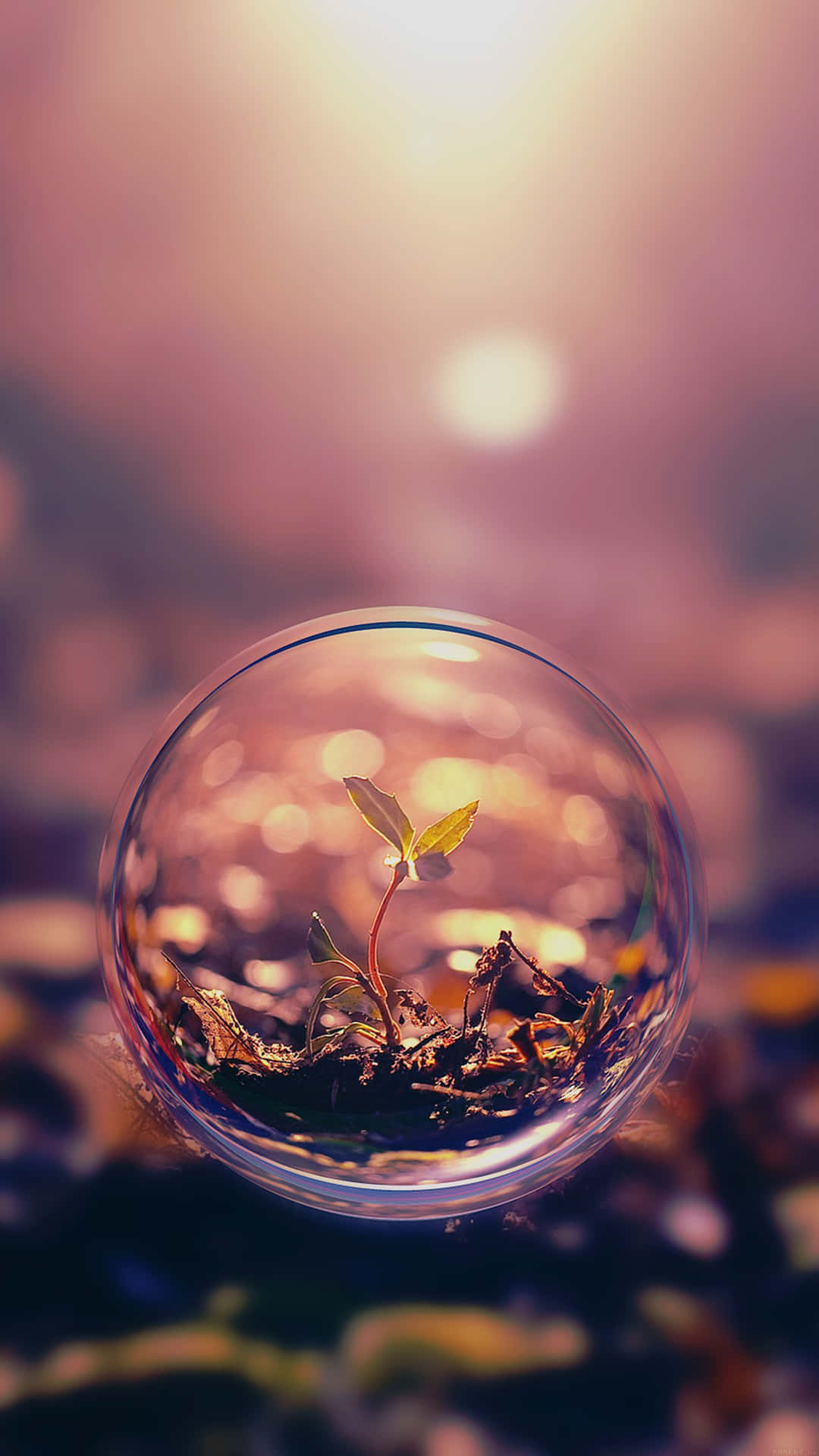 Sprout, Android Wallpaper, 1080x1920 Full HD Phone