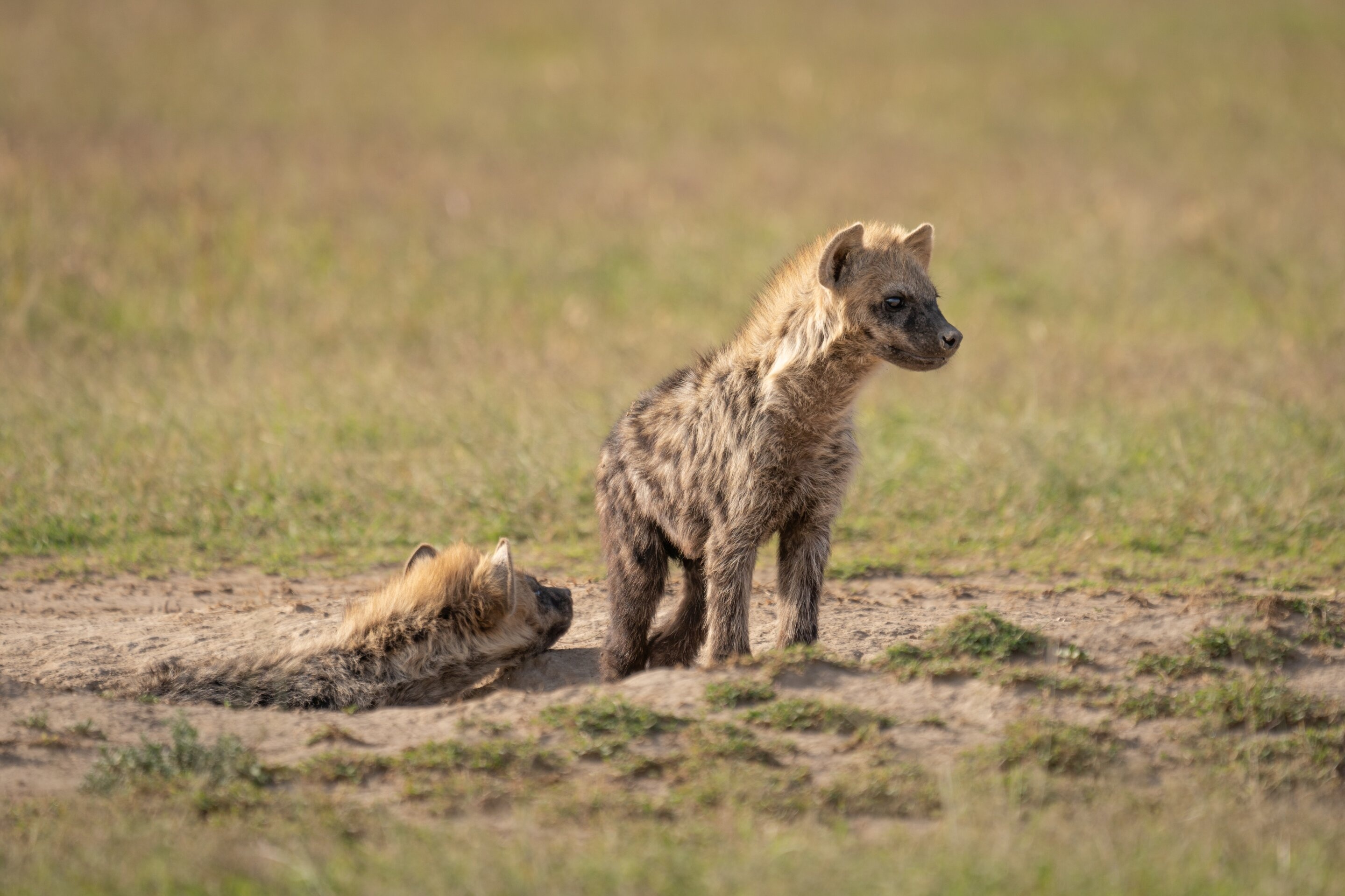 Hyena, Foraging Behavior, Climate Change, 2880x1920 HD Desktop