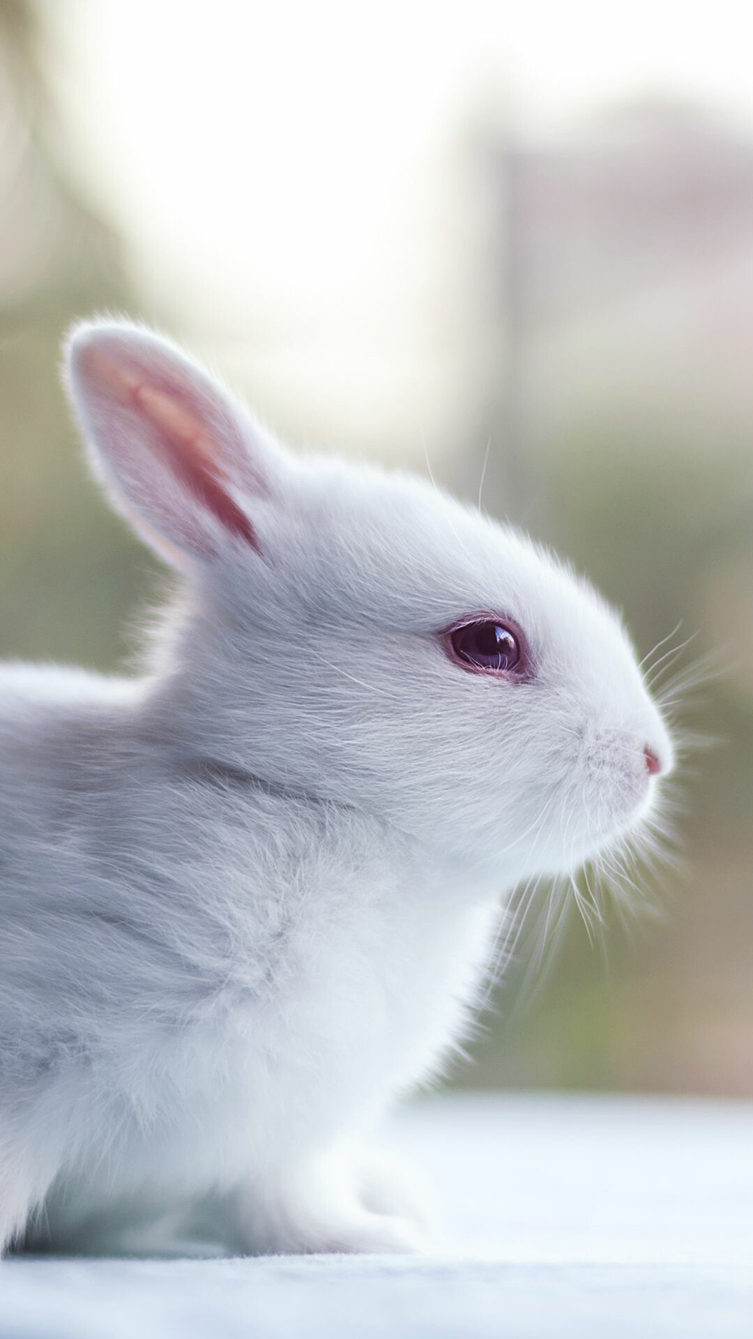 Rabbit iPhone wallpapers, Lovely creatures, Mobile background, Cute bunny, 1080x1920 Full HD Phone