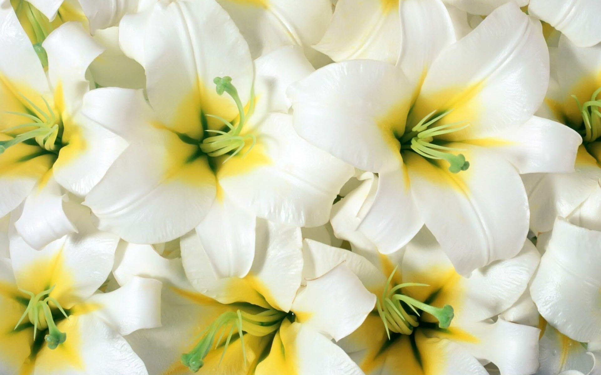 Lily wallpapers, 4K HD, Stunning backgrounds, Lovely images, 1920x1200 HD Desktop