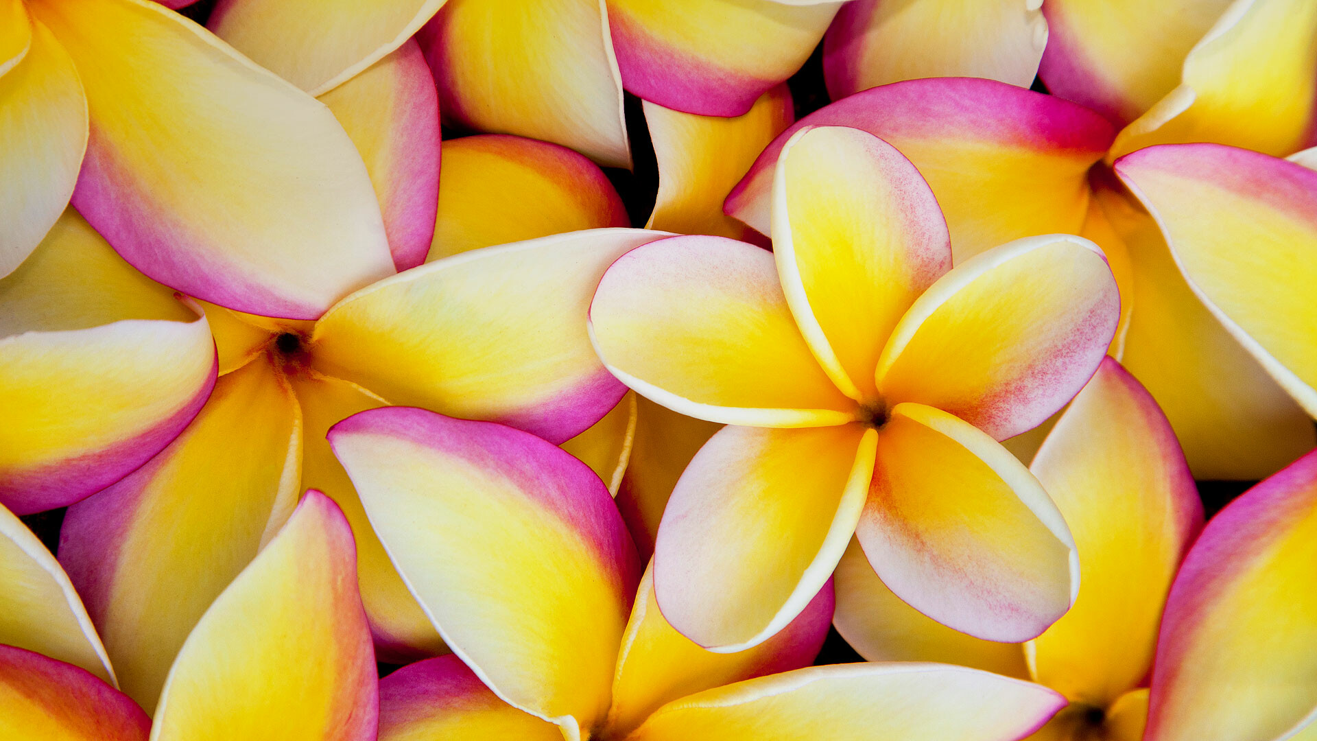 Plumeria beauty, Vibrant colors, Exquisite bloom, Breathtaking wallpaper, 1920x1080 Full HD Desktop