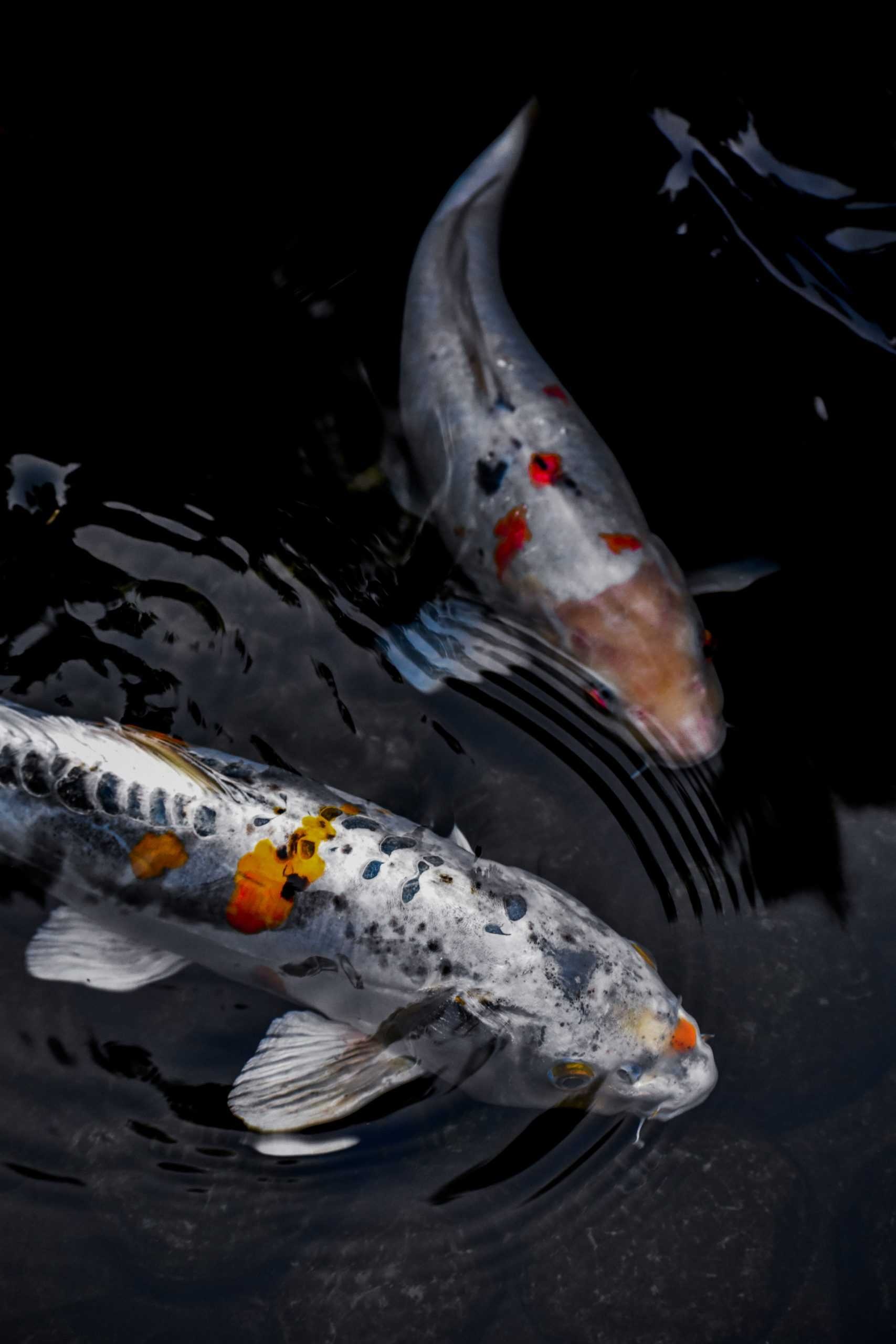 Mesmerizing koi wallpaper, Tranquil beauty, Japanese inspiration, Calming, 1710x2560 HD Phone