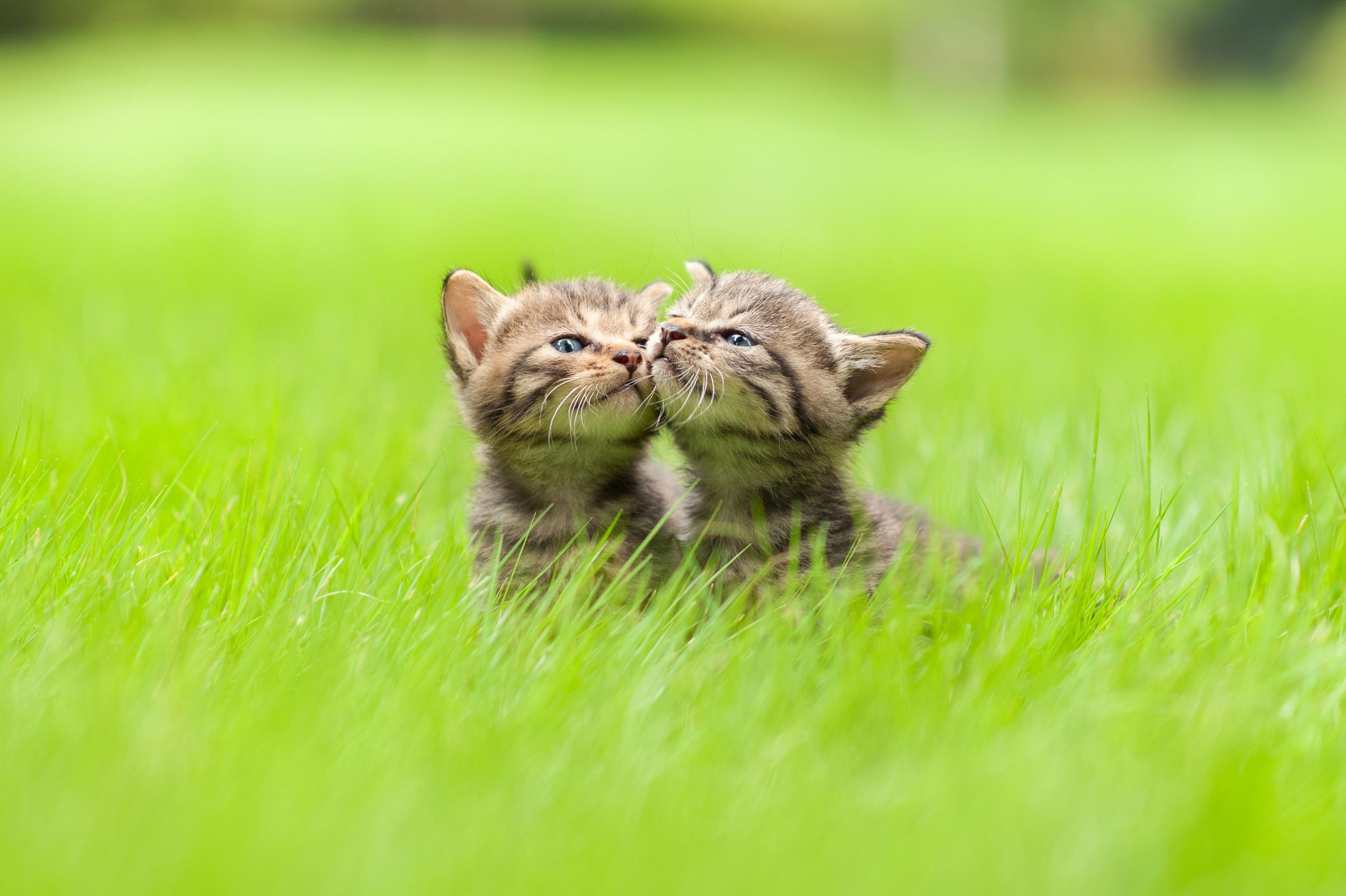 two tabby kittens, kittens touching noses, bright green lawn, HD Desktop wallpaper