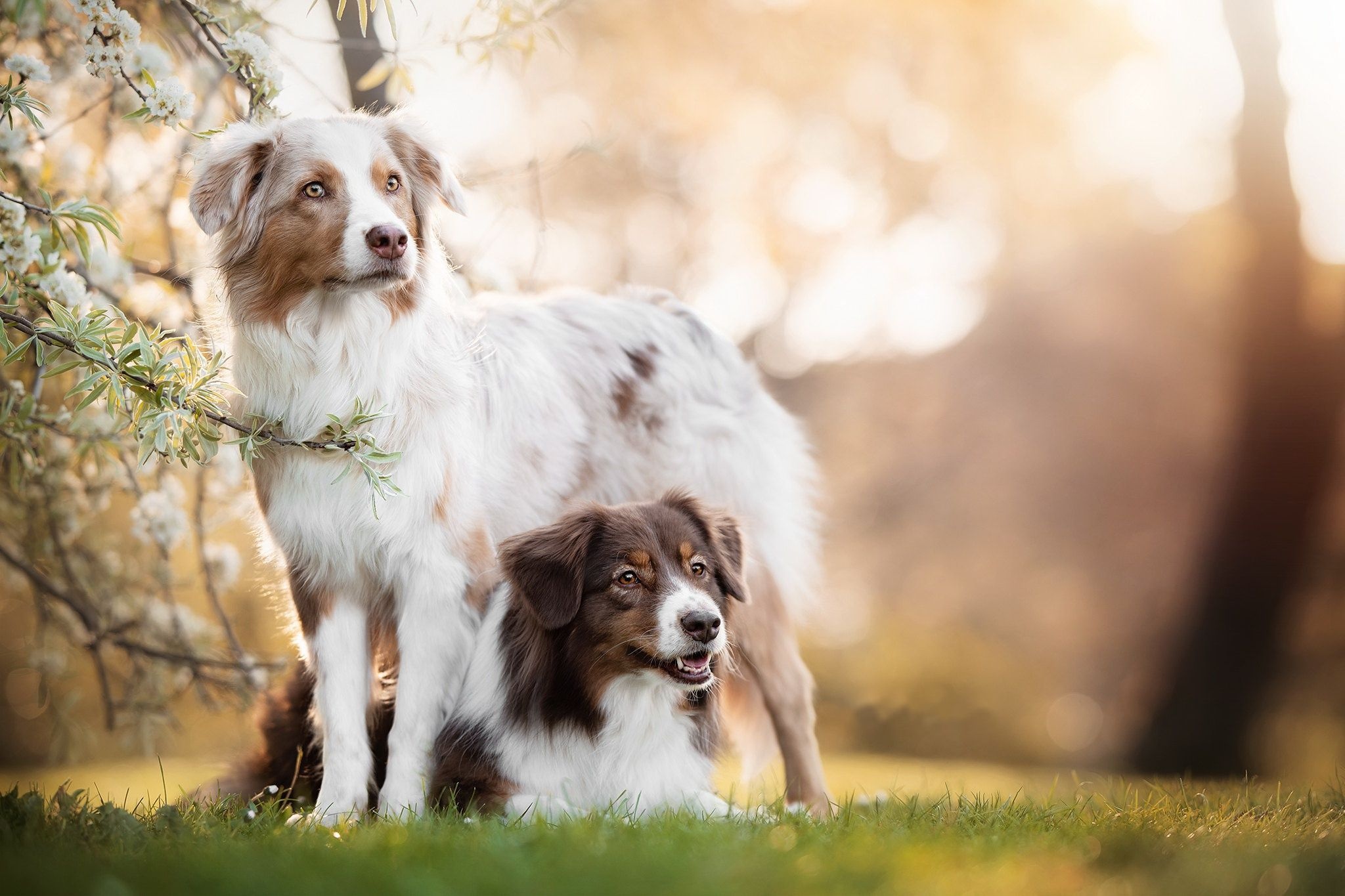 Border Collie, Australian Shepherd, Top free wallpapers, Animal backgrounds, 2050x1370 HD Desktop