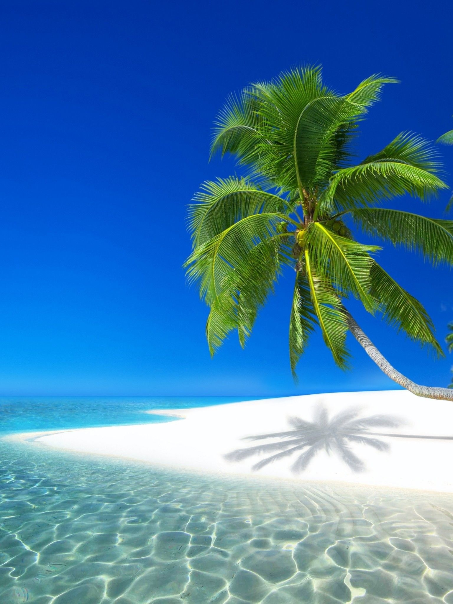 leaning coconut palm tree, white sand beach, crystal clear turquoise water, HD Phone wallpaper
