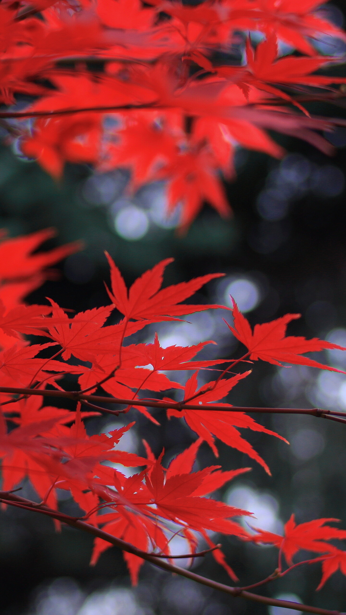 Red leaves, Samsung Galaxy wallpaper, HD 4K, Vibrant colors, 1440x2560 HD Phone