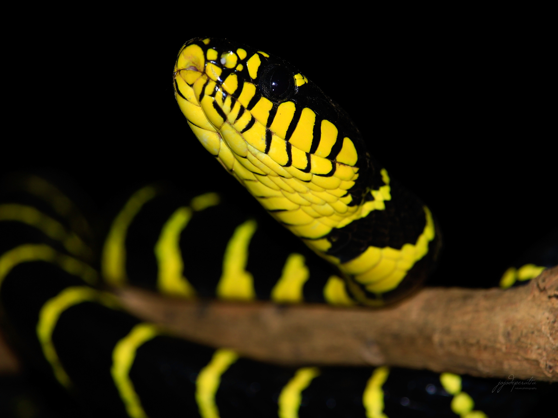 Boiga, Palawan mangrove snake, Philippine reptile, Endangered species, 1920x1440 HD Desktop