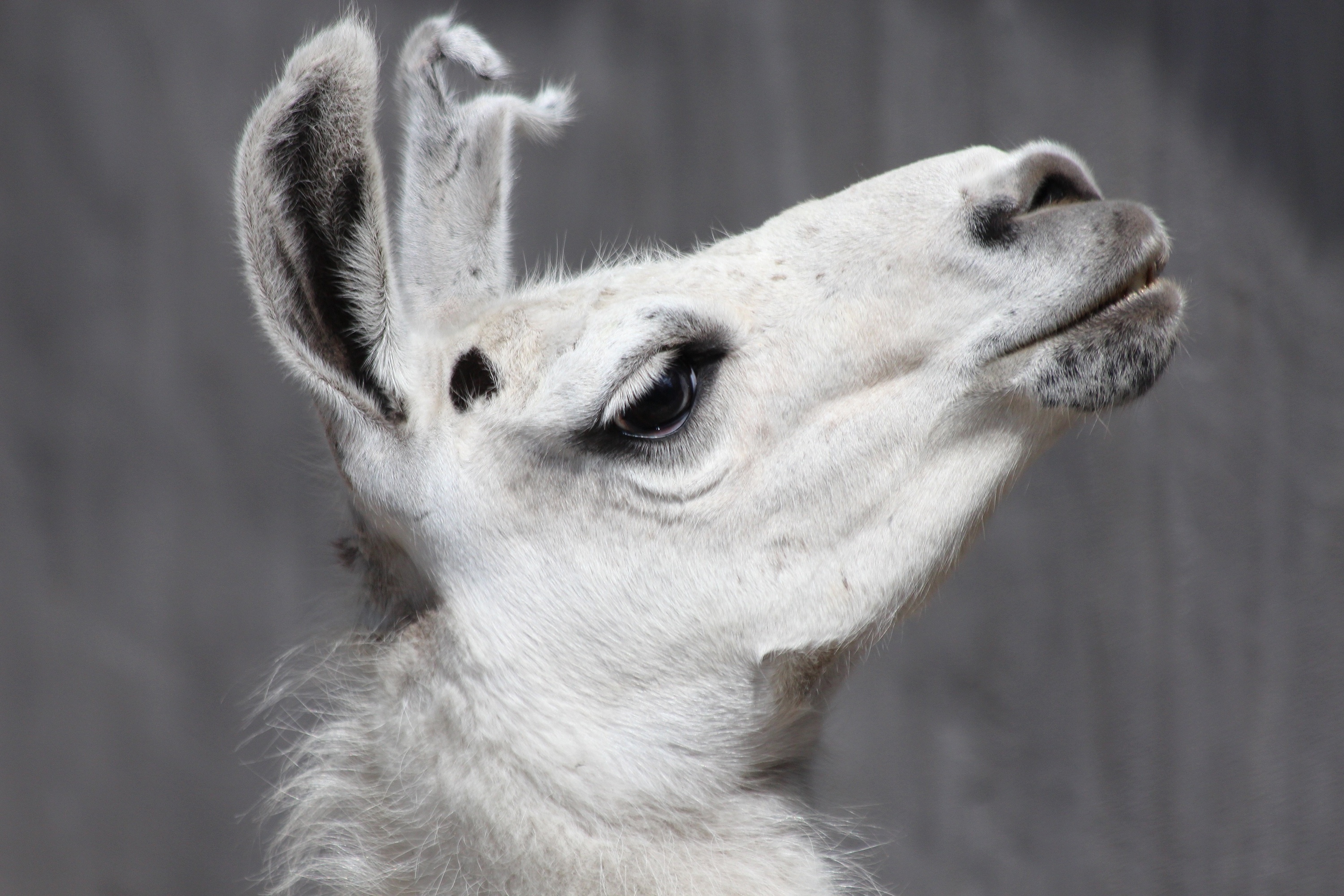 Profile view of llama, Llama's cute ears, Llama side profile, Captivating llama wallpaper, 3000x2000 HD Desktop