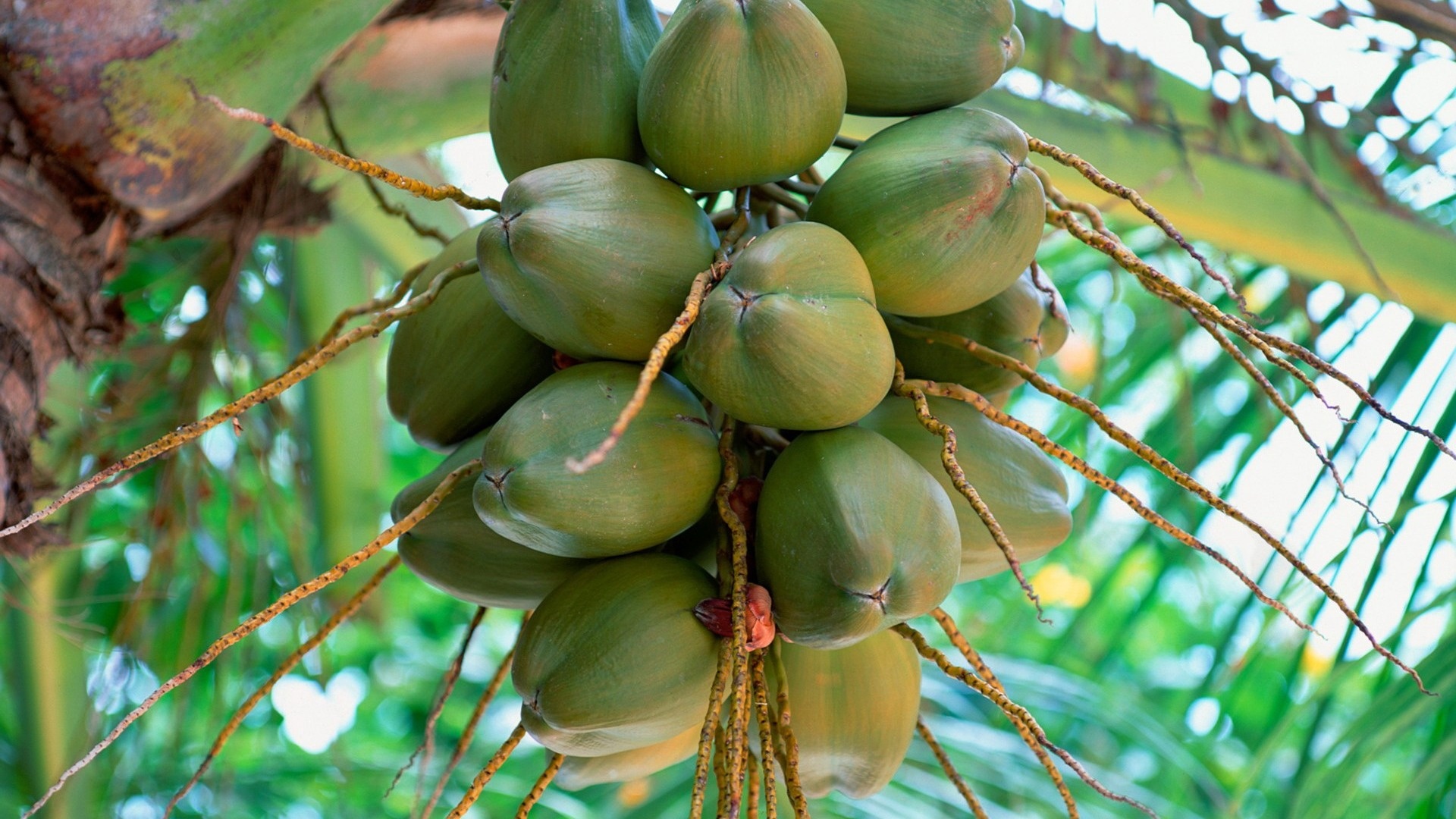 Coconut, Maldivian paradise, Cinnamon twist, Tropical bliss, 1920x1080 Full HD Desktop