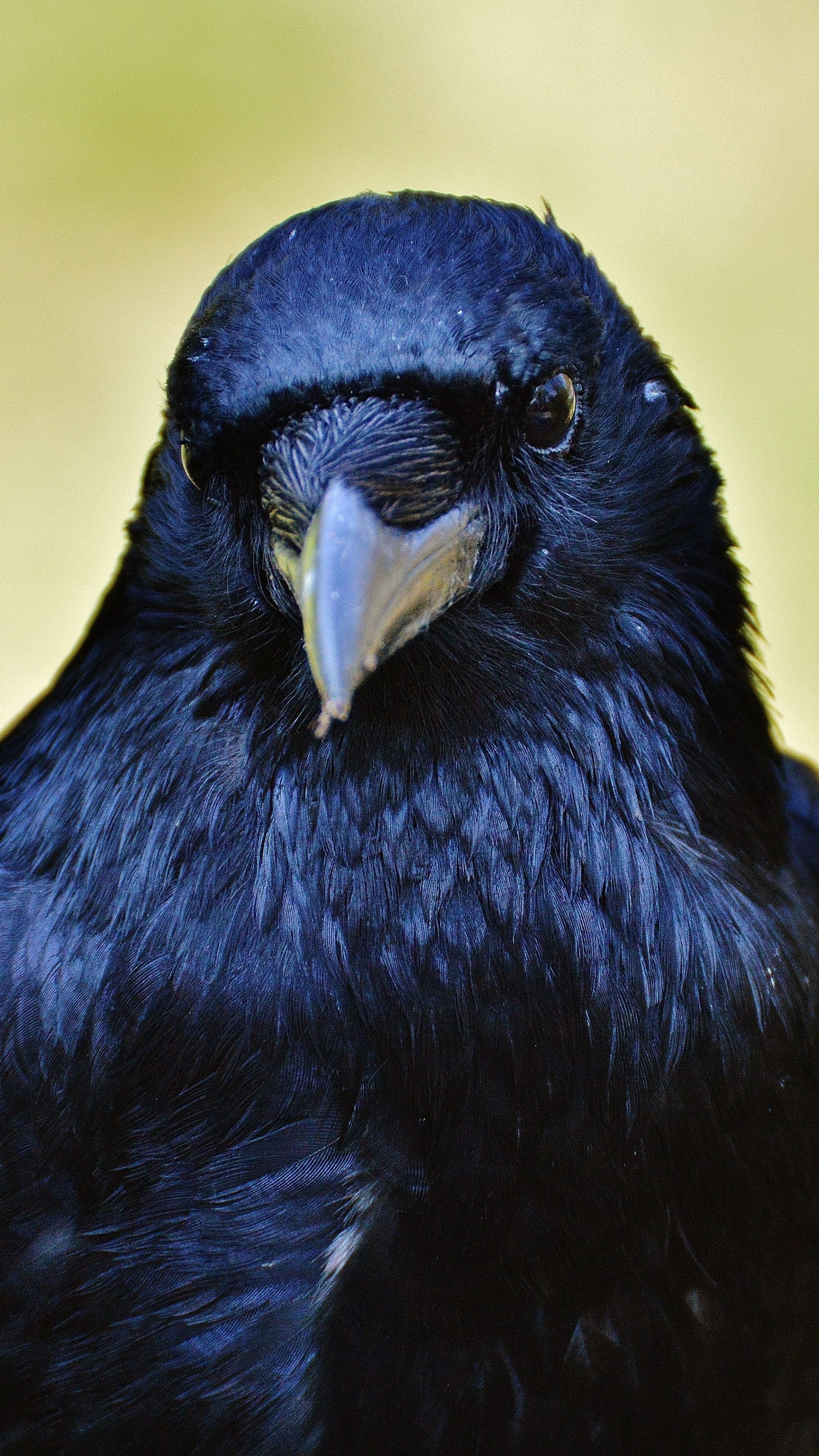 Crow 6k wallpaper, Ultra HD, High resolution, 2160x3840 4K Phone