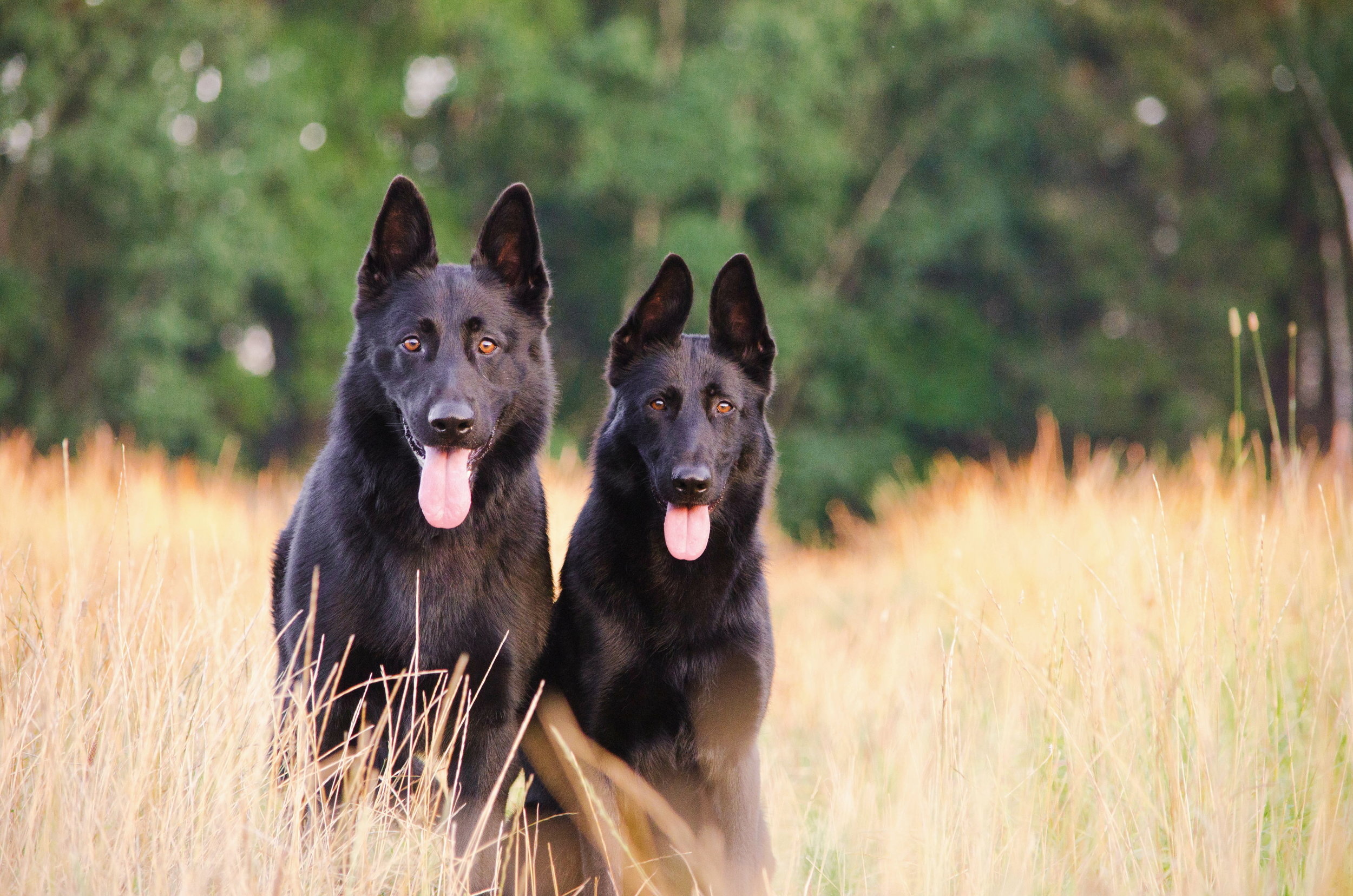Black German Shepherd, Cute Dogs Wallpaper, 2500x1660 HD Desktop