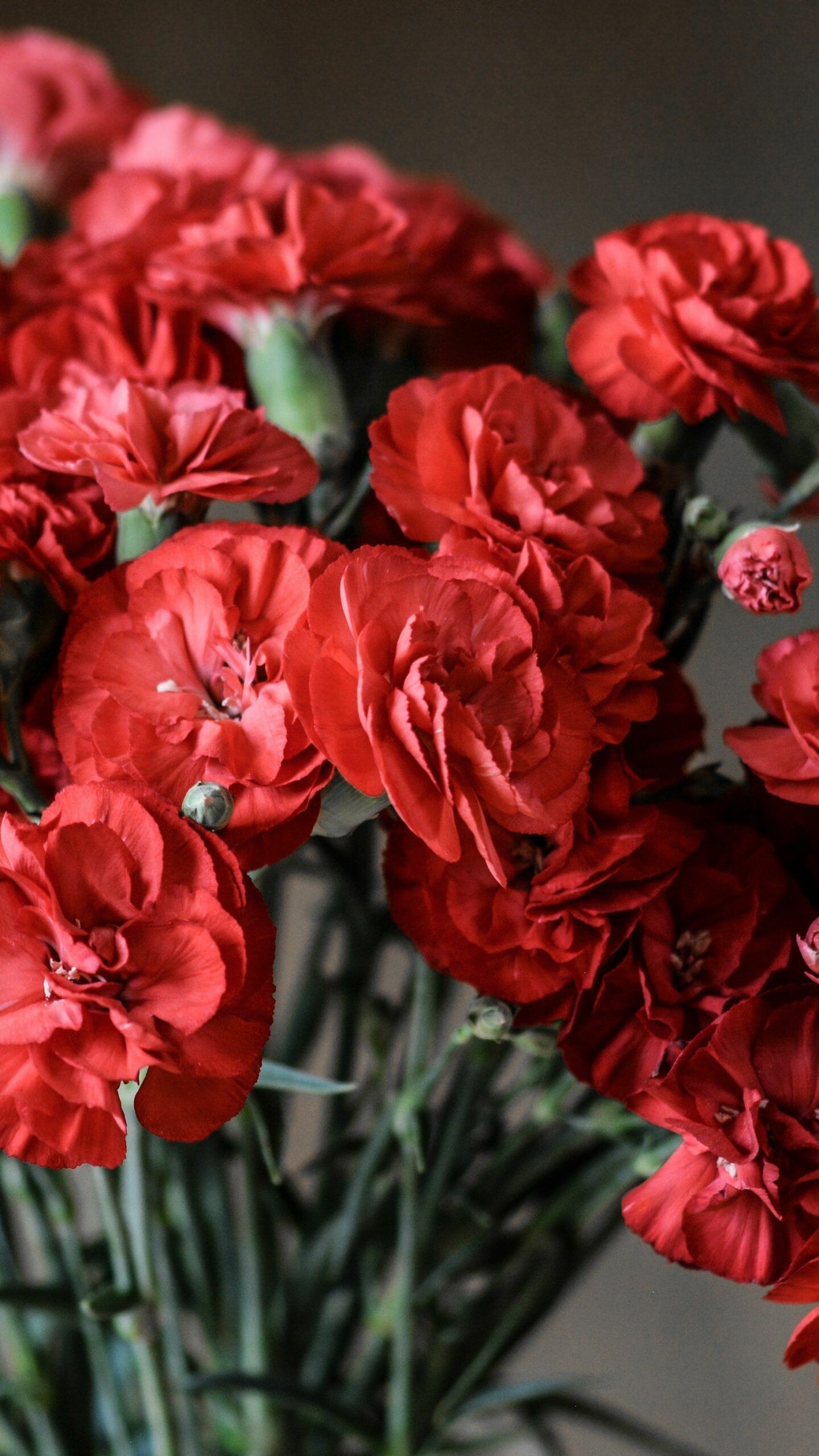 Carnation flower, Stunning wallpapers, Nature's art, Delicate beauty, 1440x2560 HD Phone