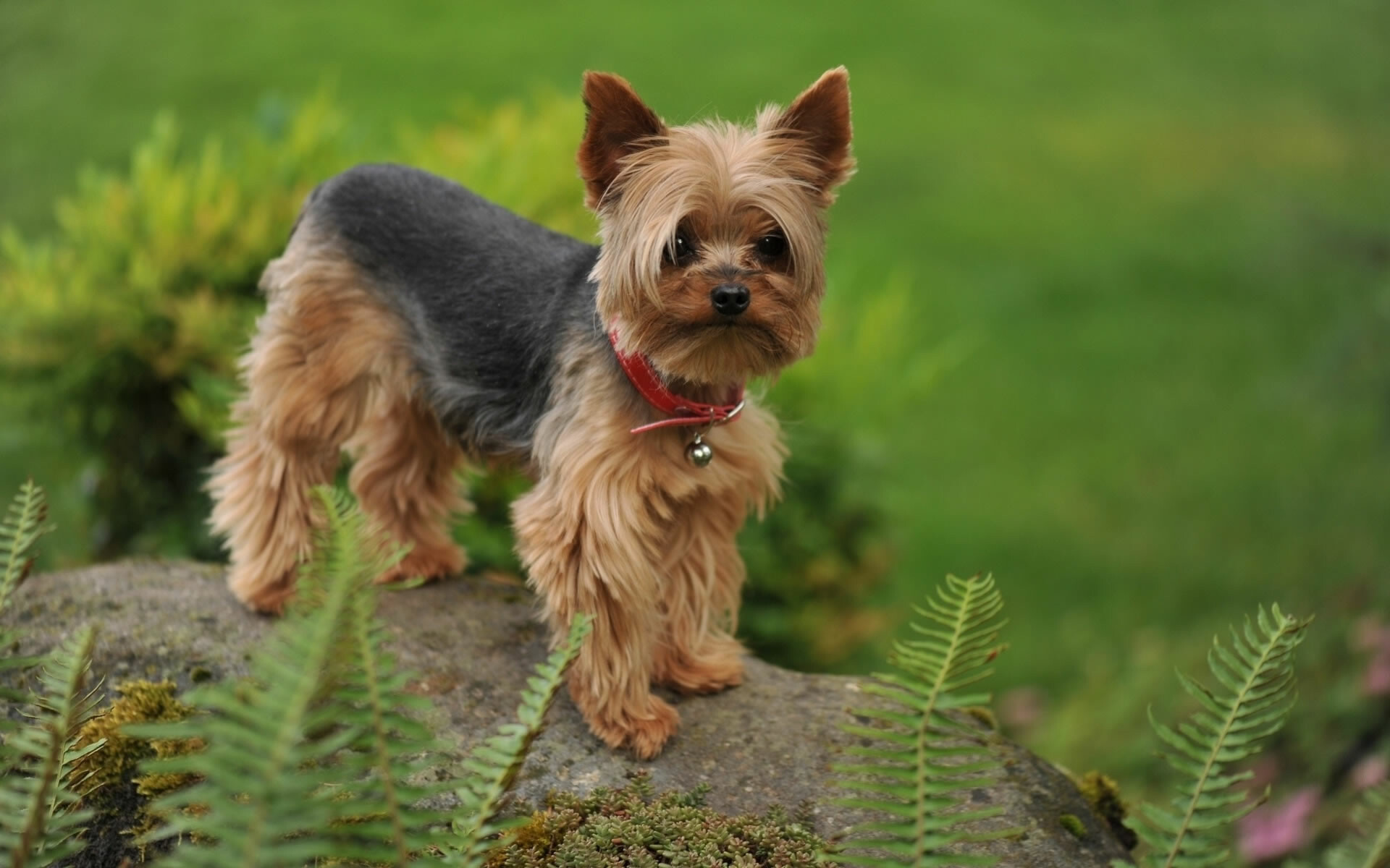 Yorkshire Terrier, Free wallpaper, Desktop and mobile-friendly, Cute Yorkie pictures, 1920x1200 HD Desktop