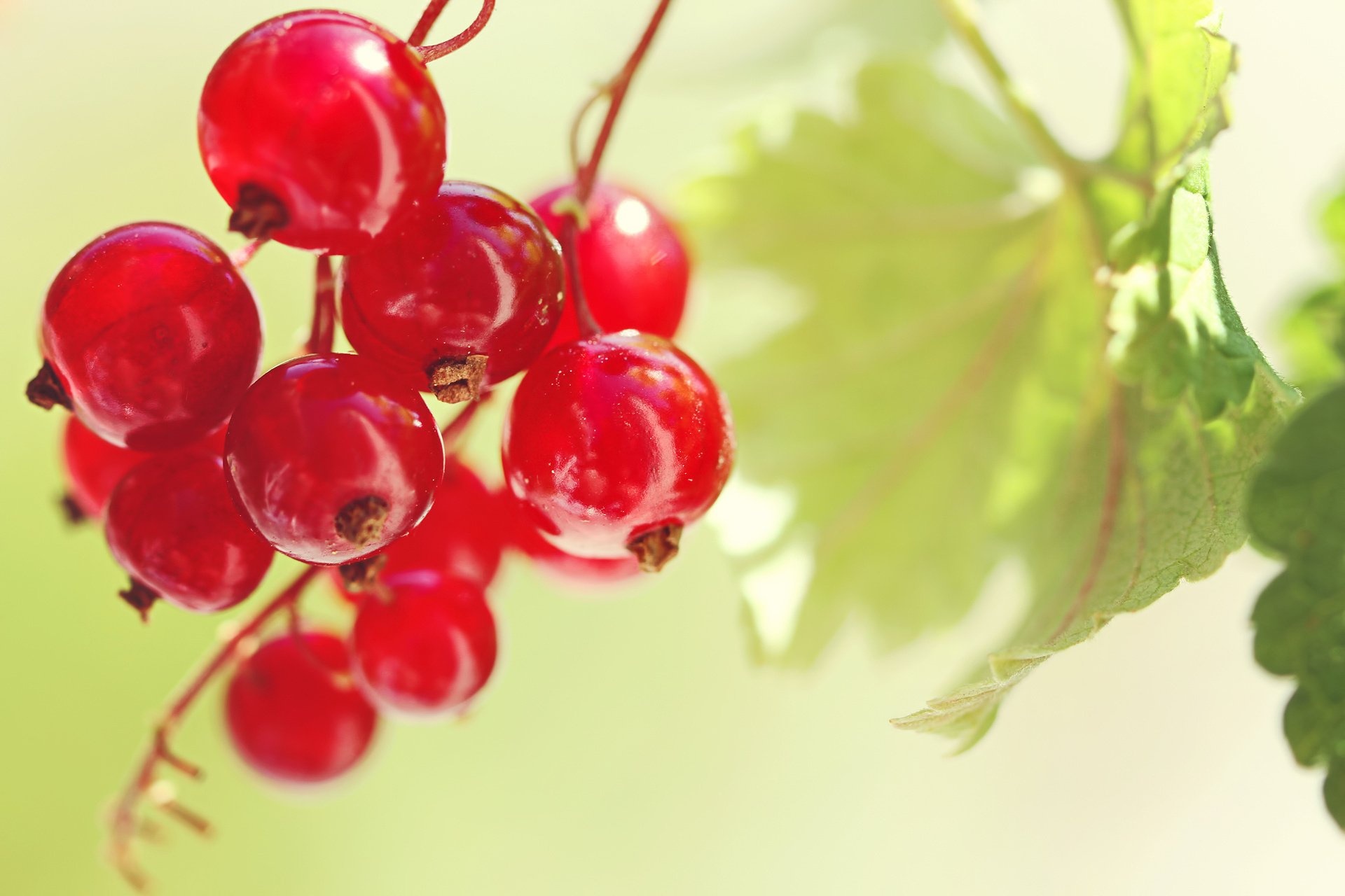 Currants HD wallpaper, Stunning background, Visual delight, Rich hues, 1920x1280 HD Desktop