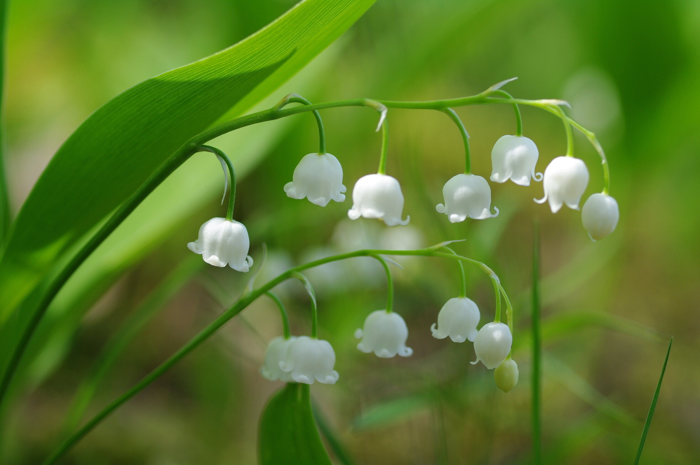 Shimmering morning dew, Graceful floral elegance, Close-up view, Nature's perfection, 2240x1490 HD Desktop