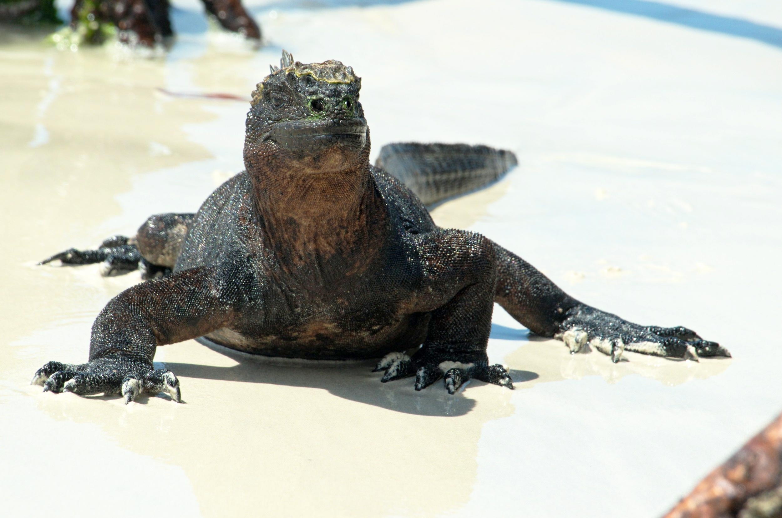 Galapagos Islands, Rich ecosystem, Unique wildlife, Scientific discovery, 2500x1660 HD Desktop