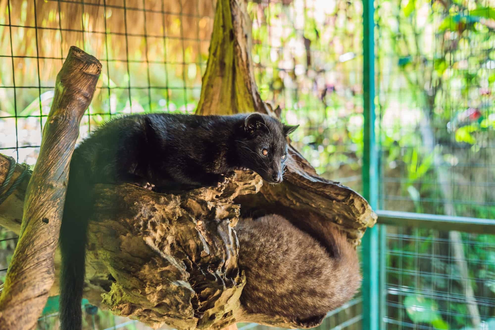 Kopi Luwak coffee, Busting the myth, Unique beverage, Intriguing cat, 2000x1340 HD Desktop