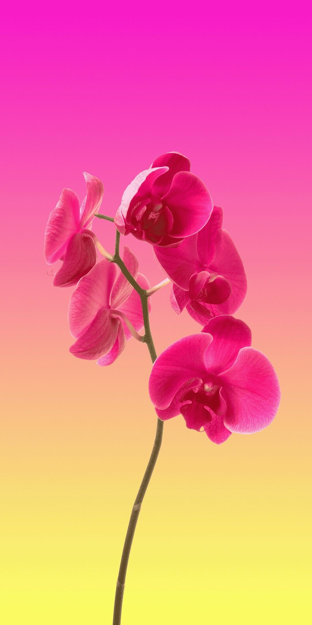 Orchid flower iPhone wallpaper, HD wallpapers, Floral beauty, Stunning imagery, 1080x2160 HD Phone