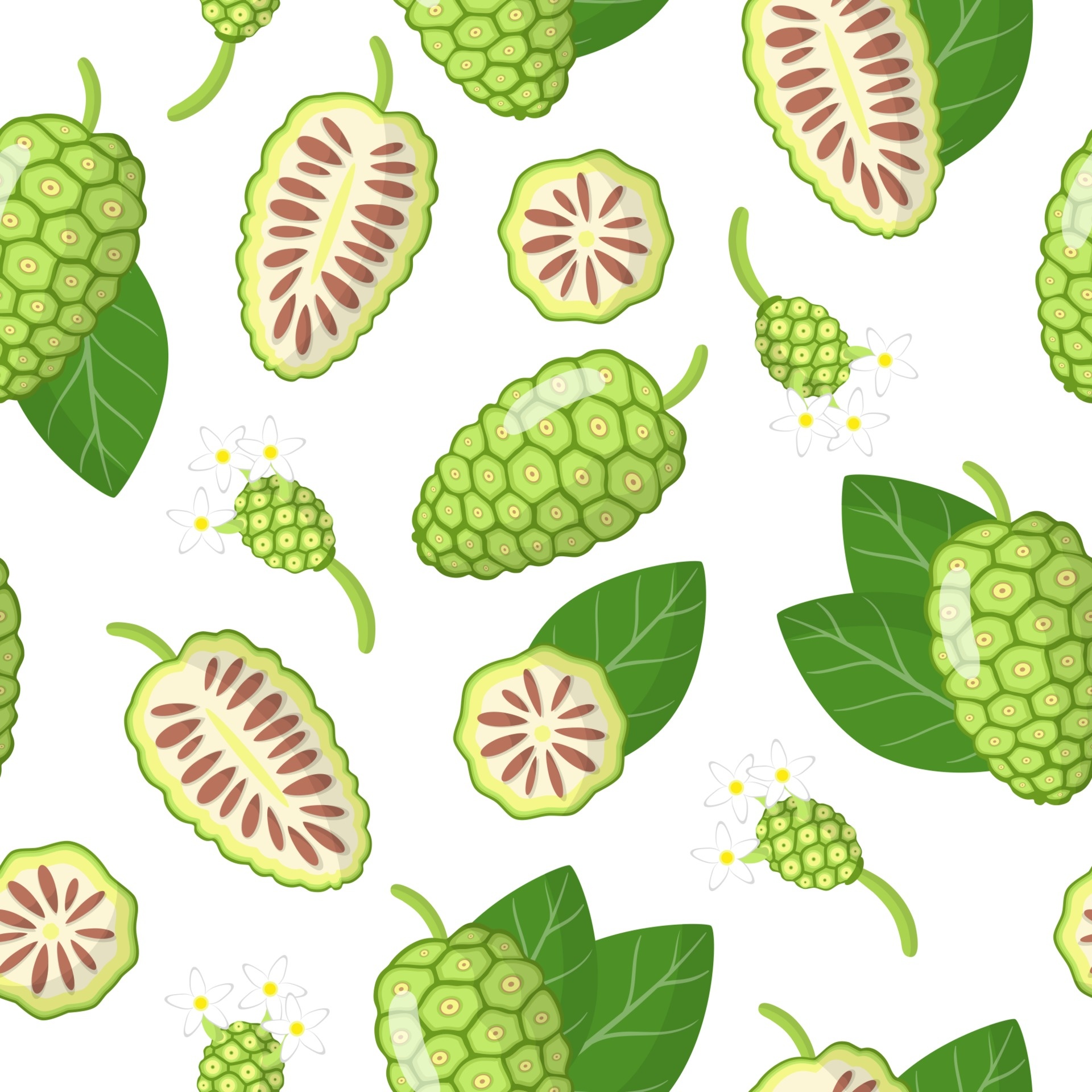 Noni Fruit, Vector art, Exotic fruits, Morinda citrifolia, 1920x1920 HD Phone