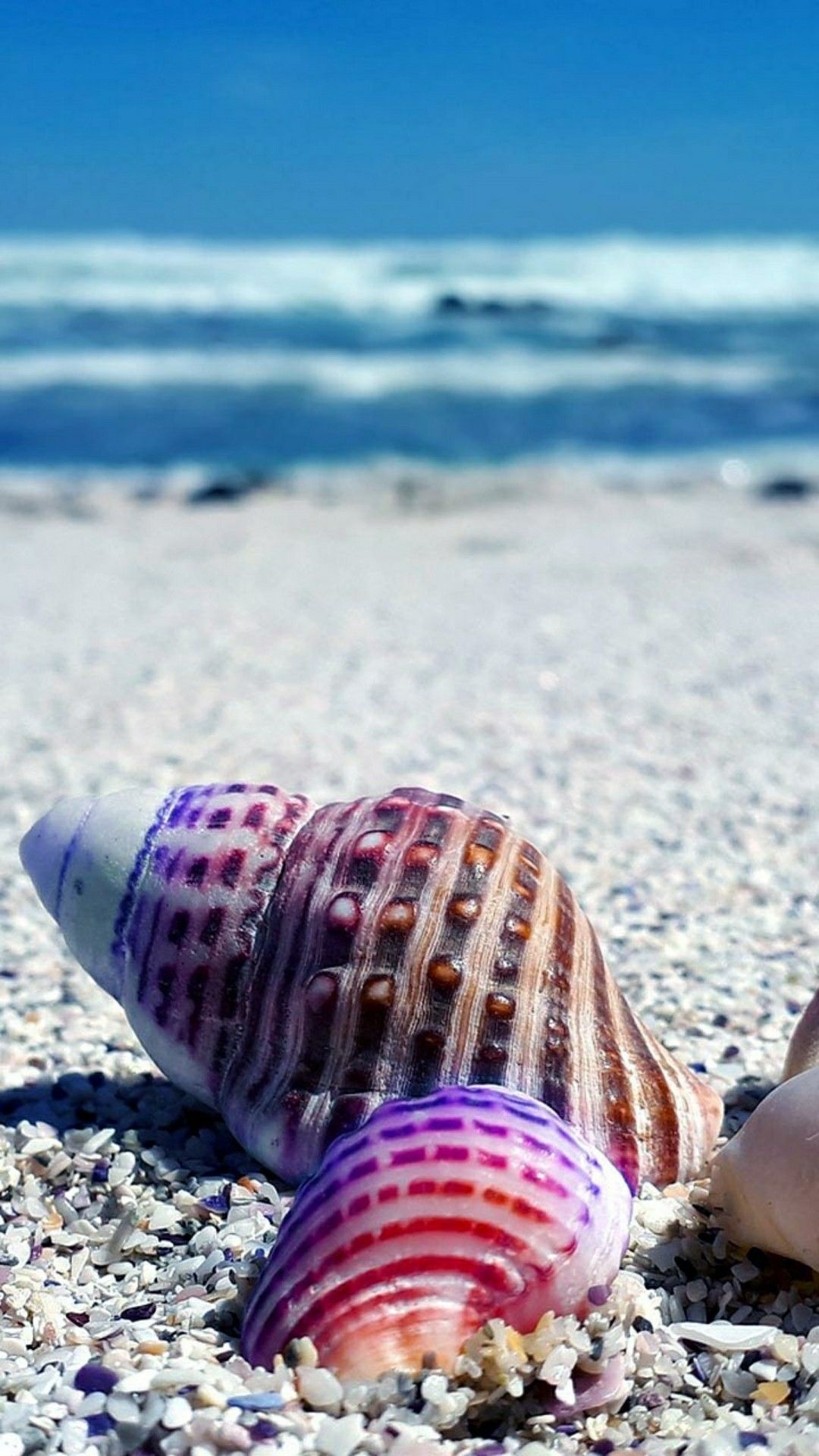 Beachside seashells, Coastal serenade, Nature's keepsakes, Coastal marvels, 1080x1920 Full HD Phone